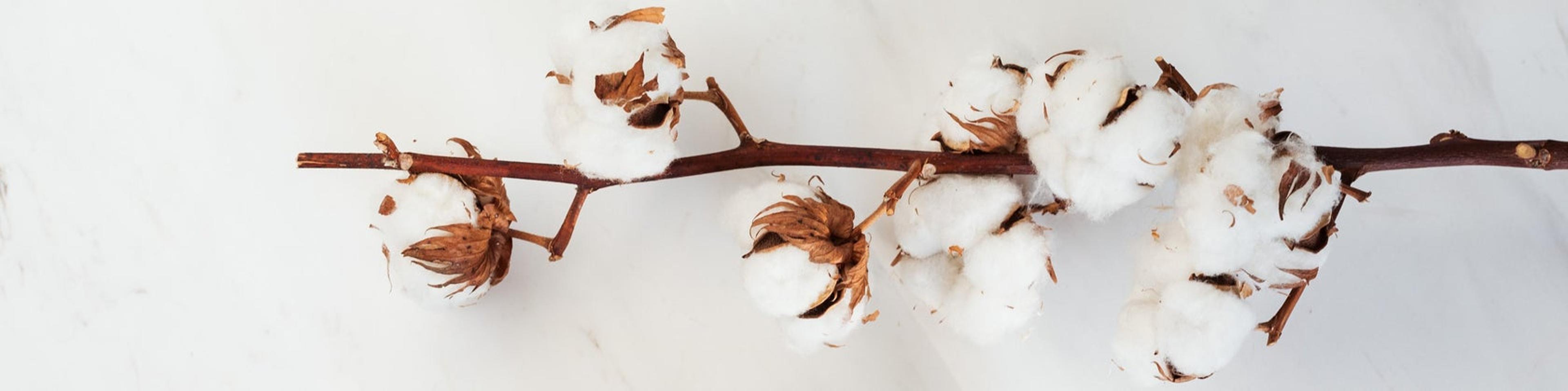 Shop cover image