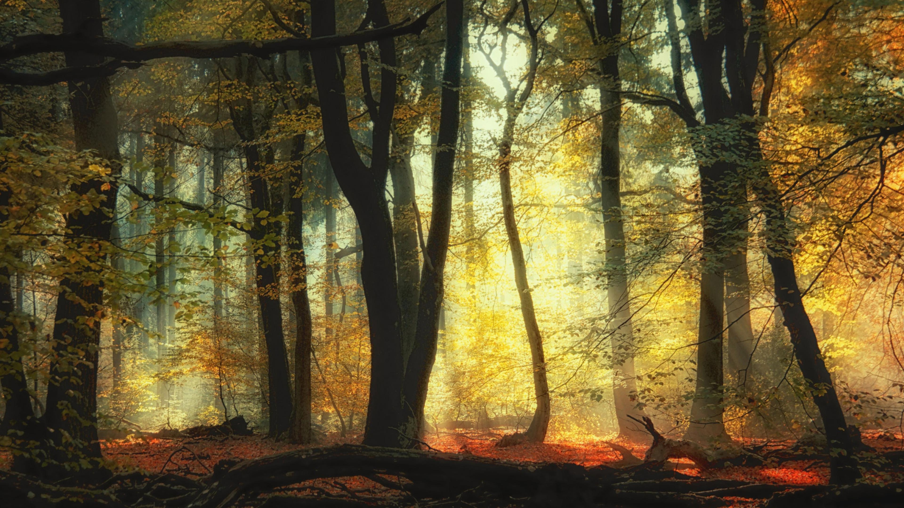 Shop cover image