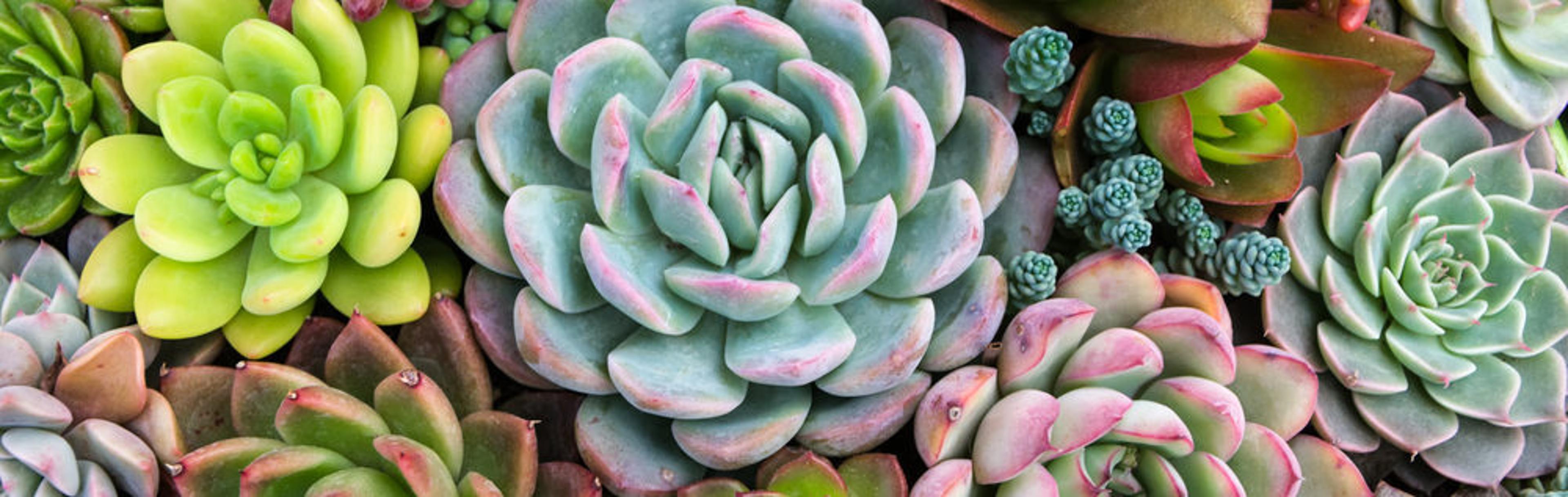 Shop cover image