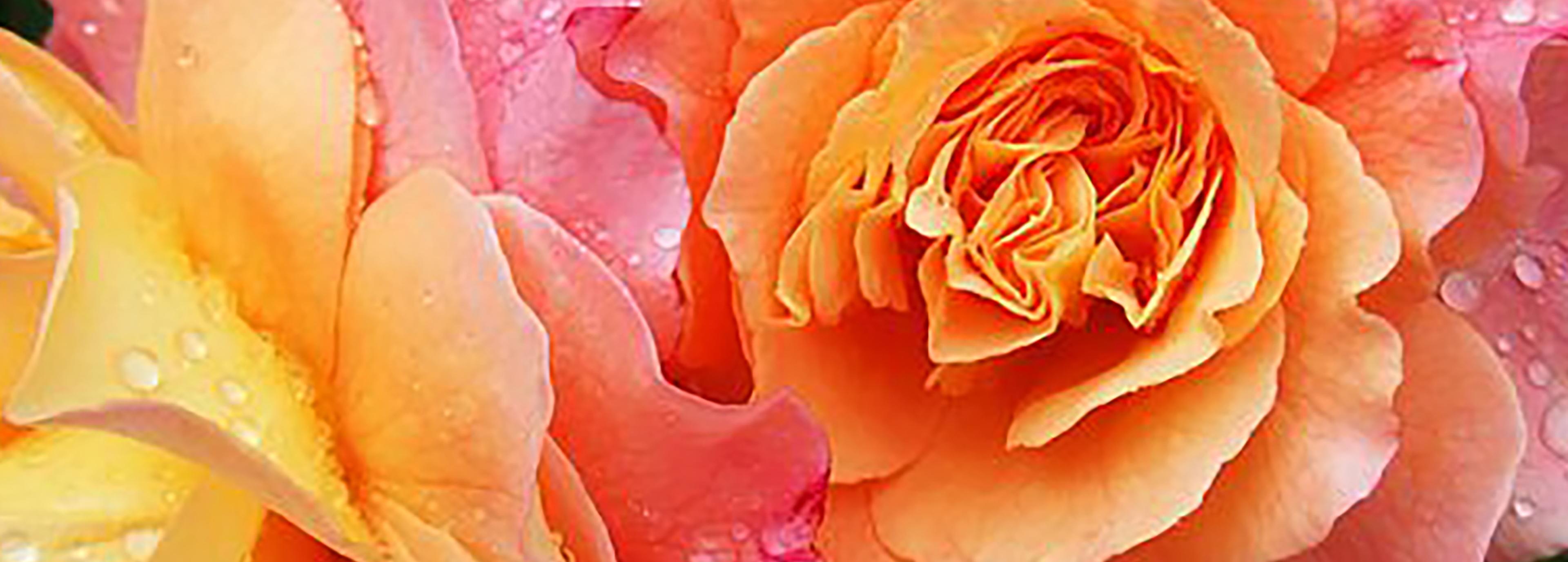 Shop cover image
