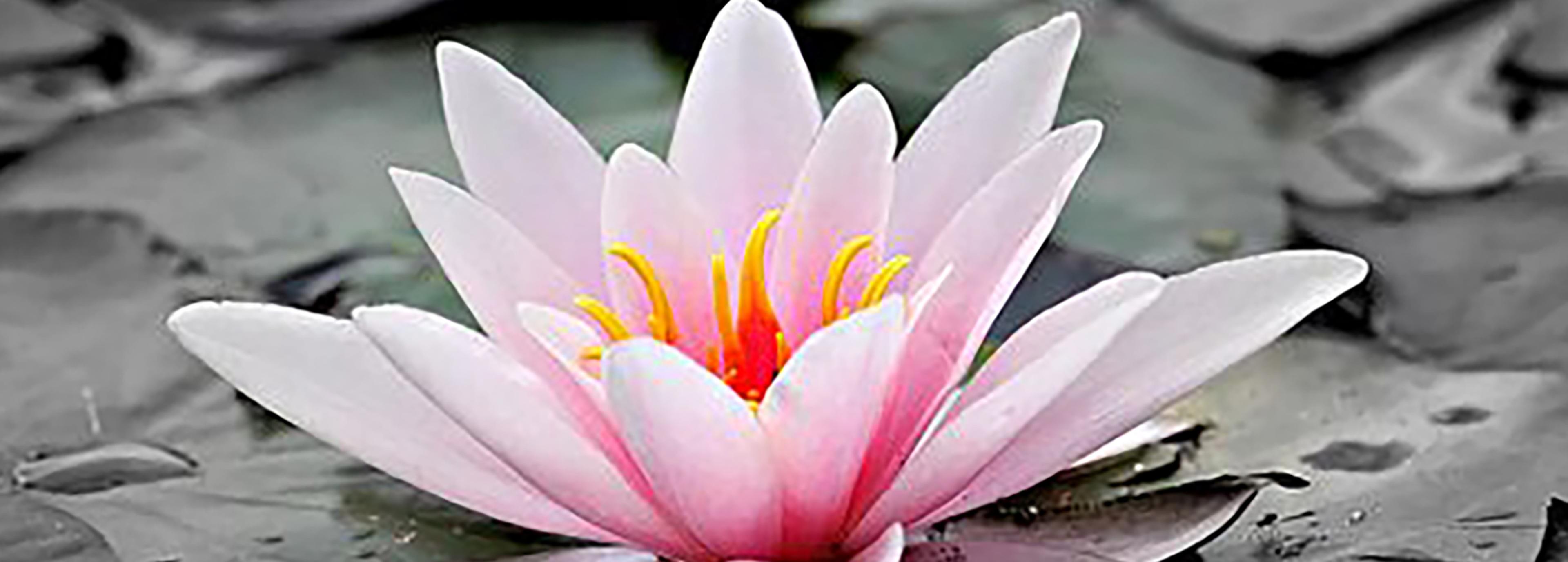 Shop cover image