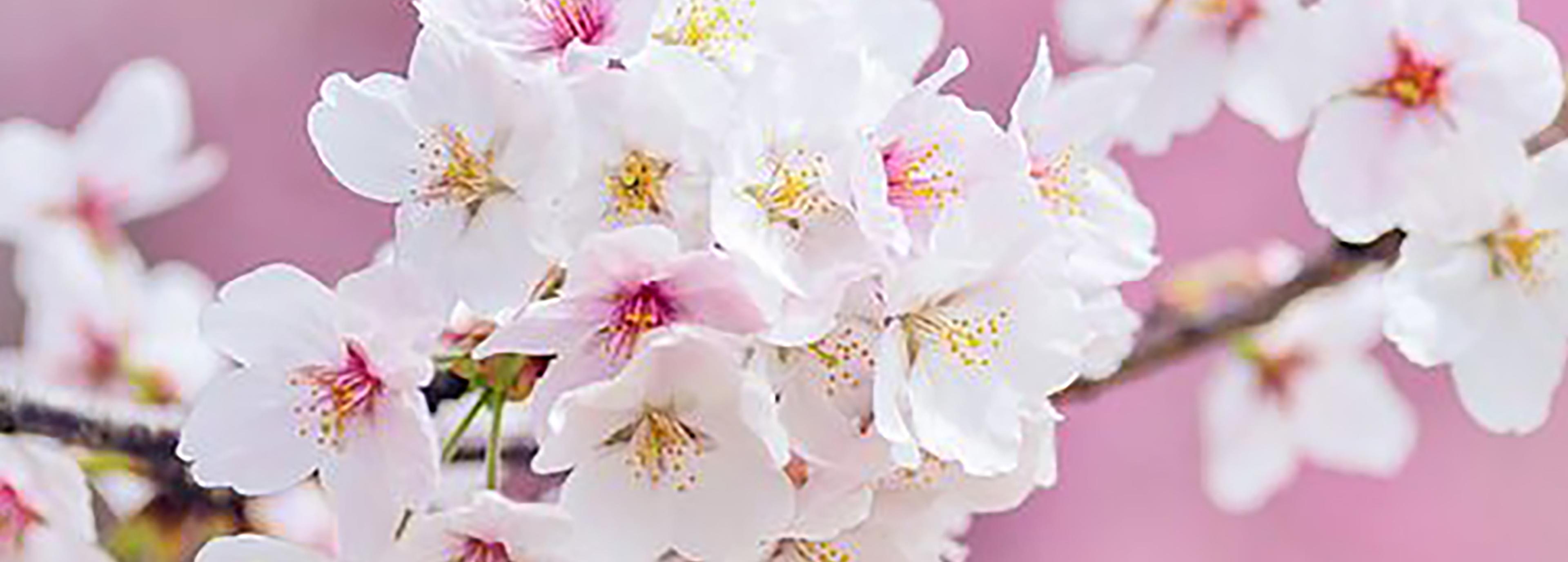Shop cover image