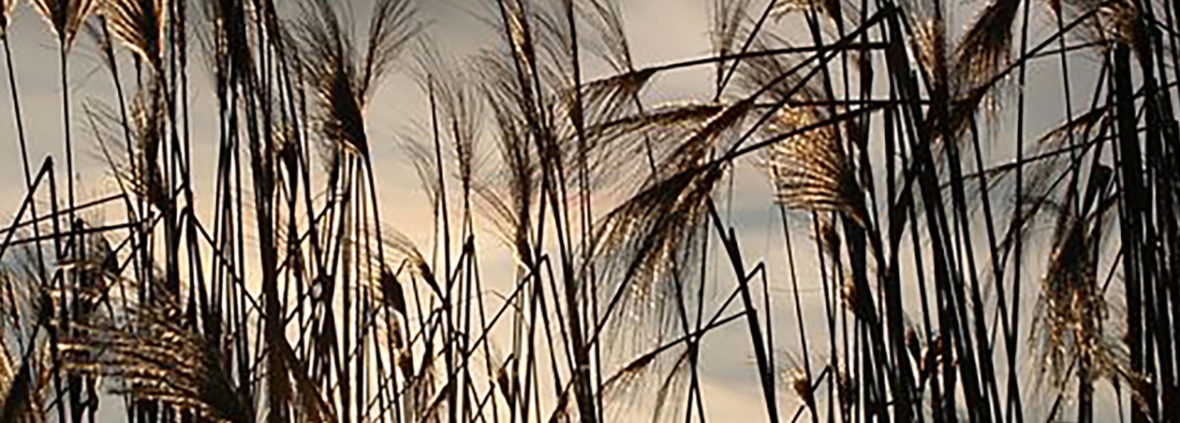 Shop cover image