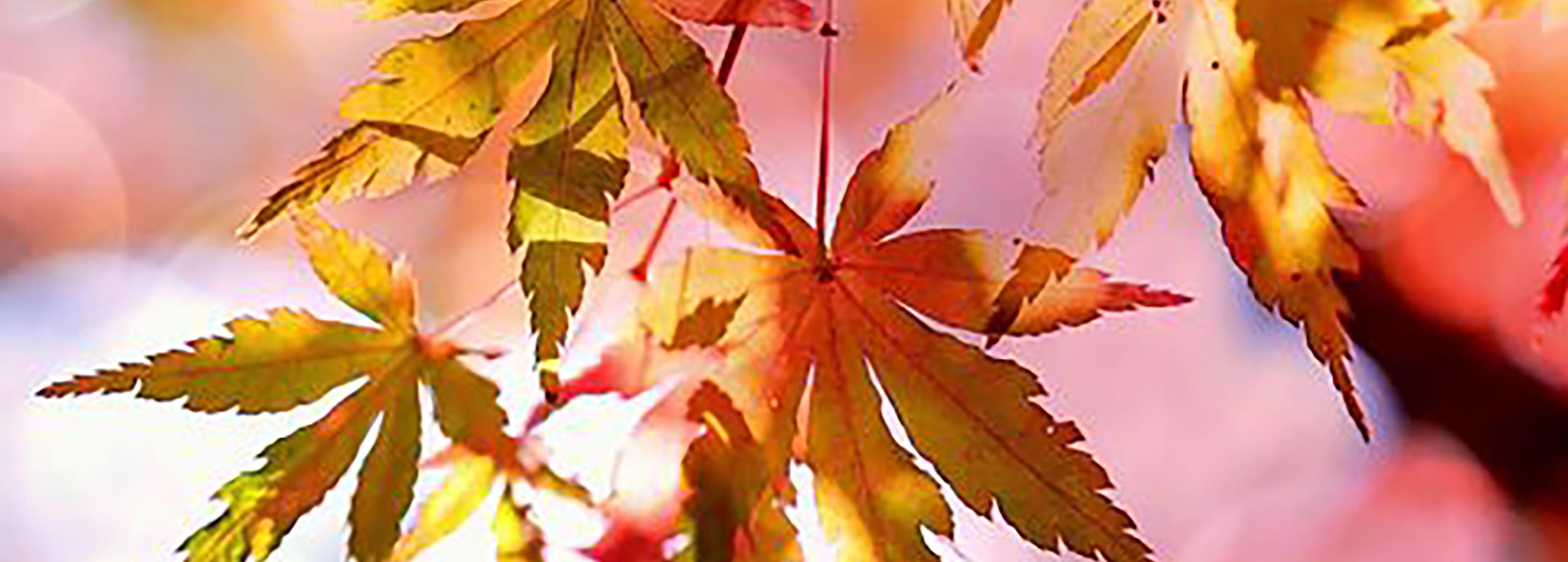 Shop cover image
