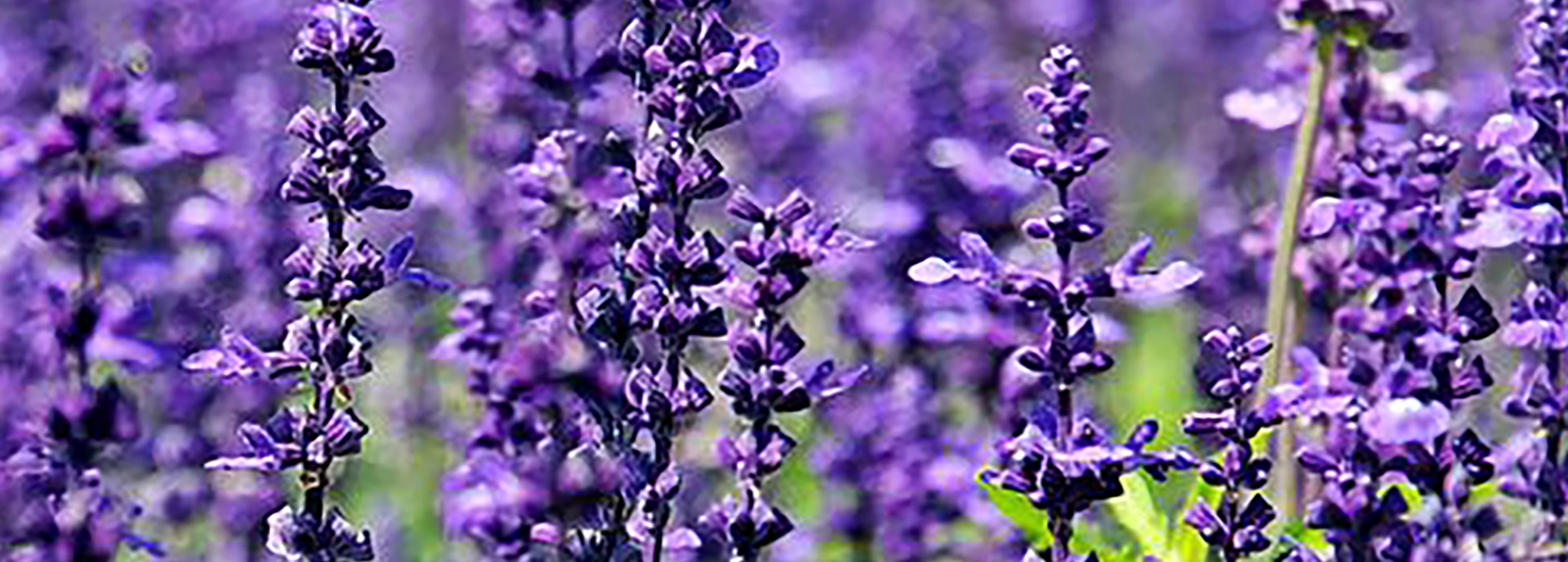 Shop cover image