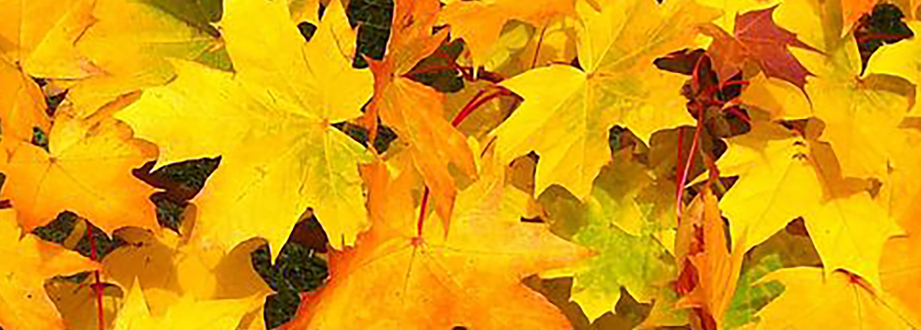 Shop cover image