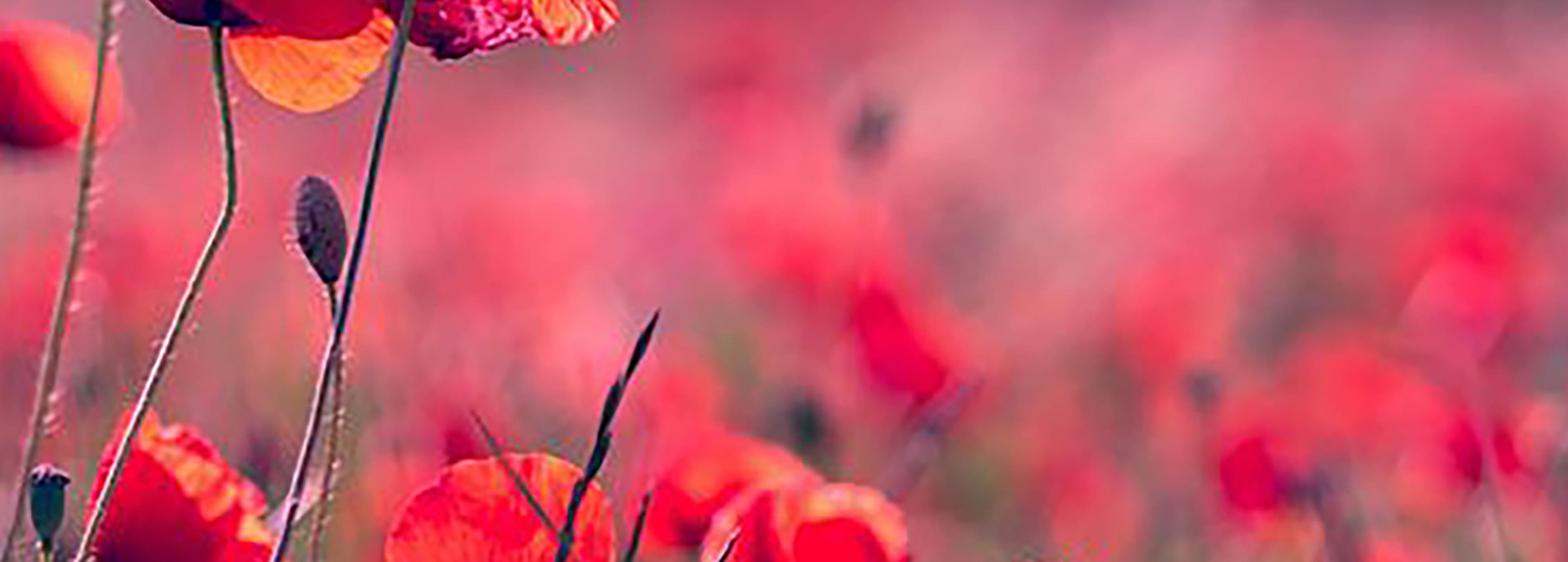 Shop cover image
