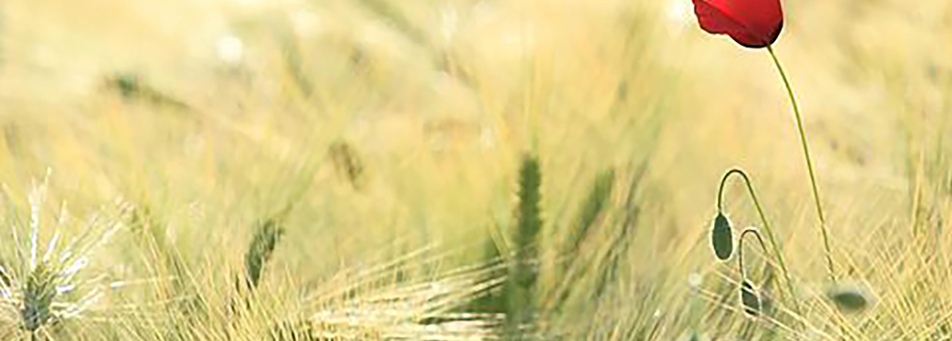 Shop cover image
