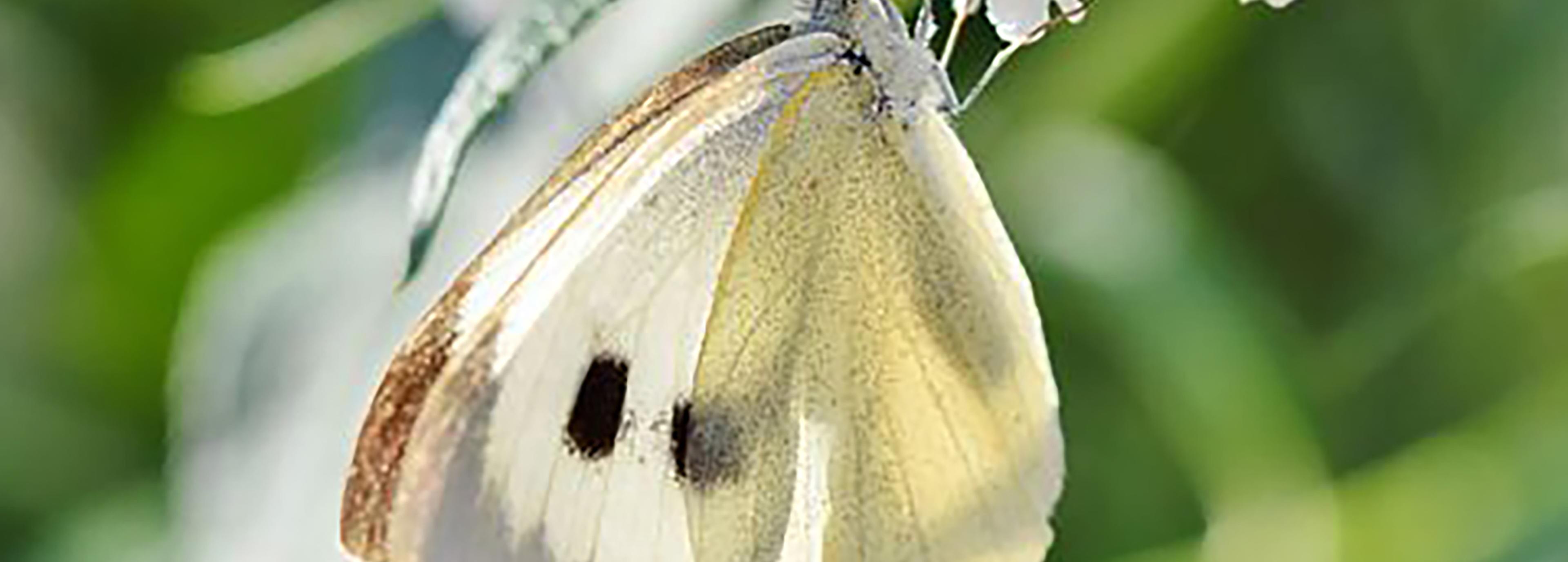 Shop cover image