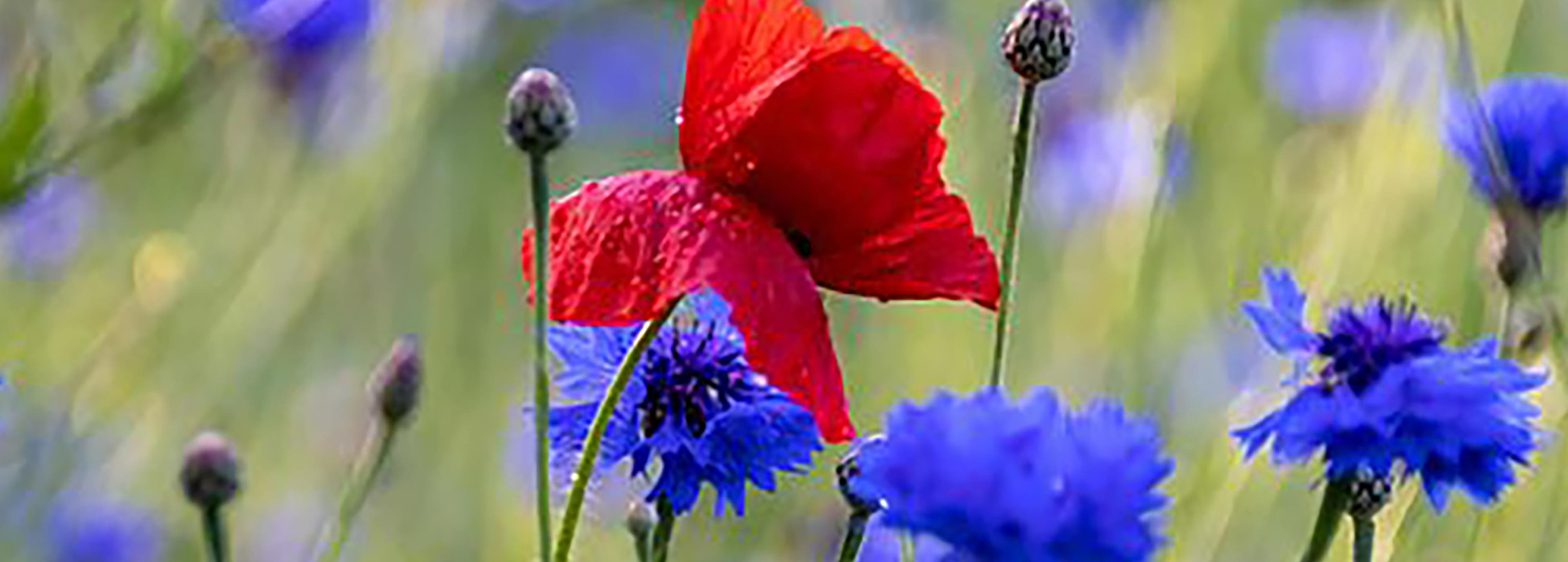 Shop cover image