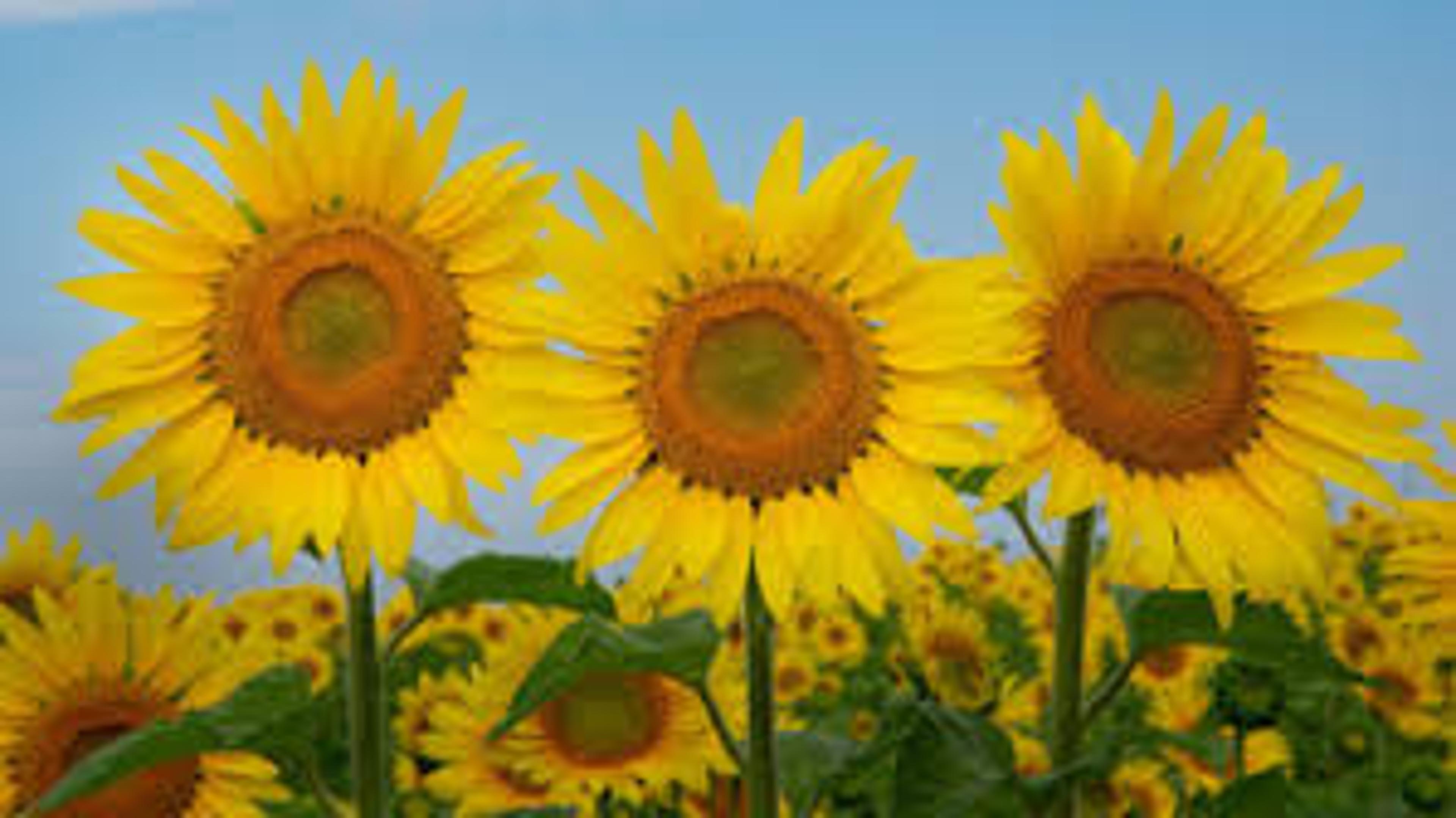 Shop cover image