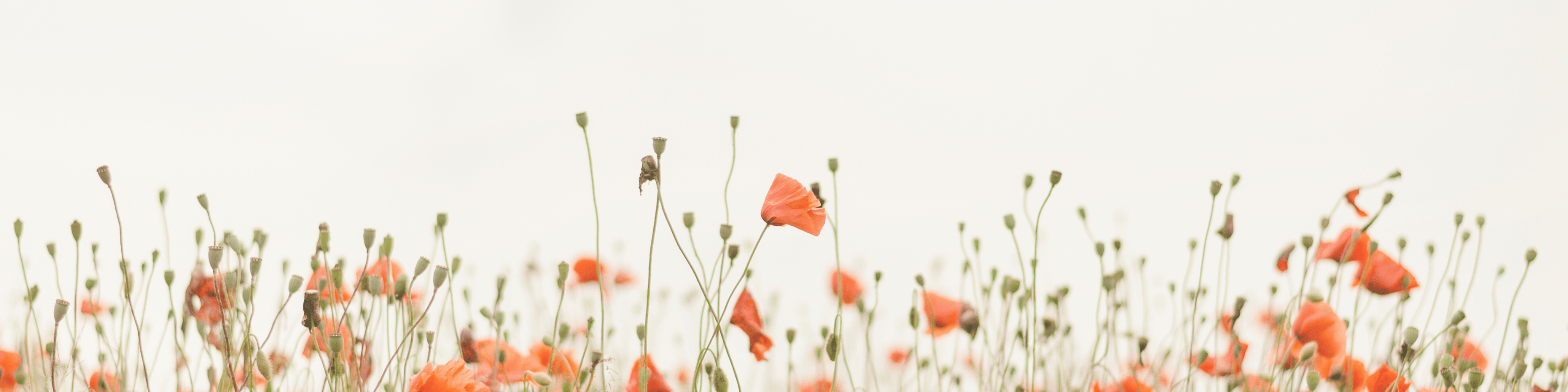 Shop cover image