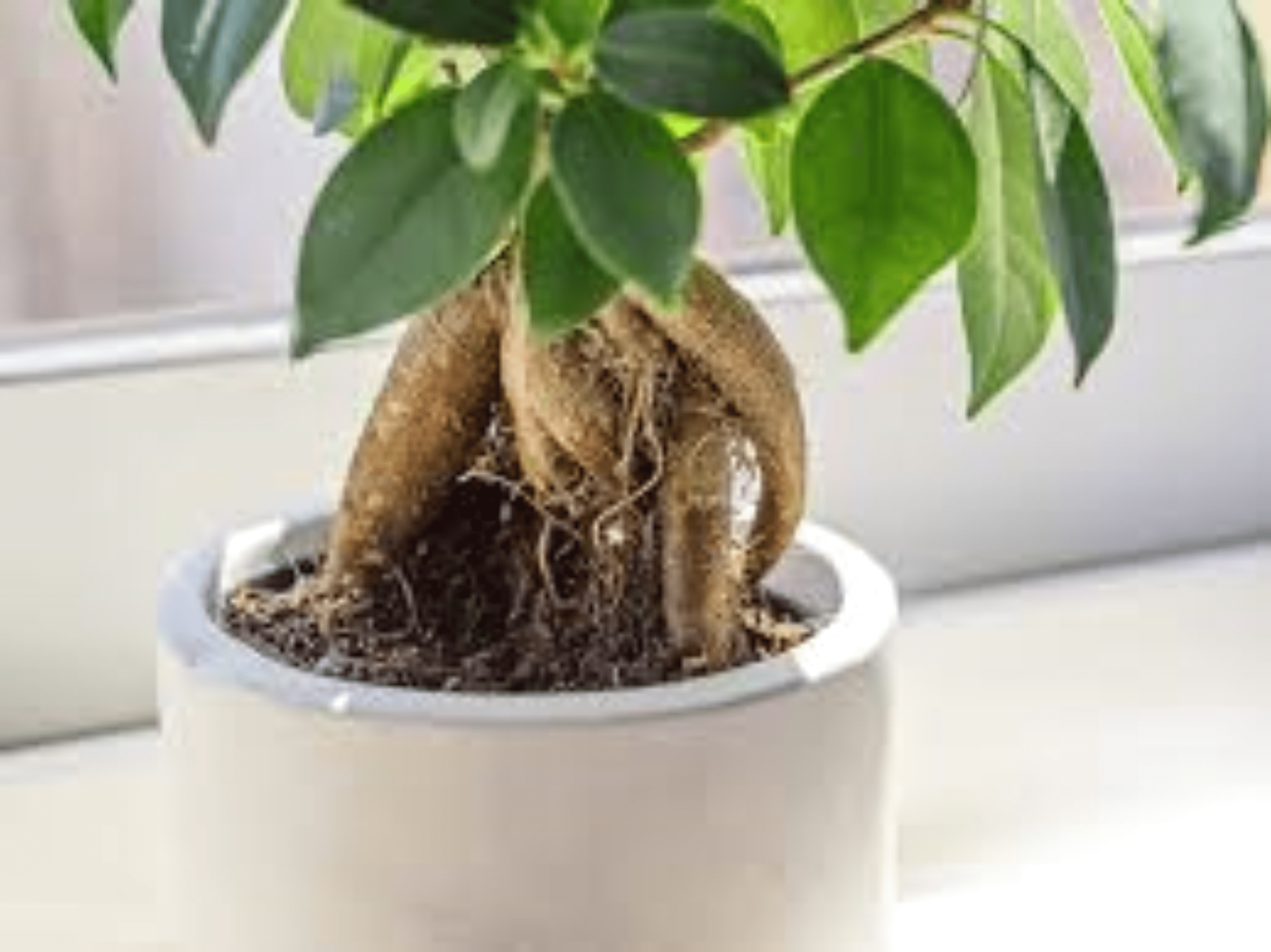 Shop cover image