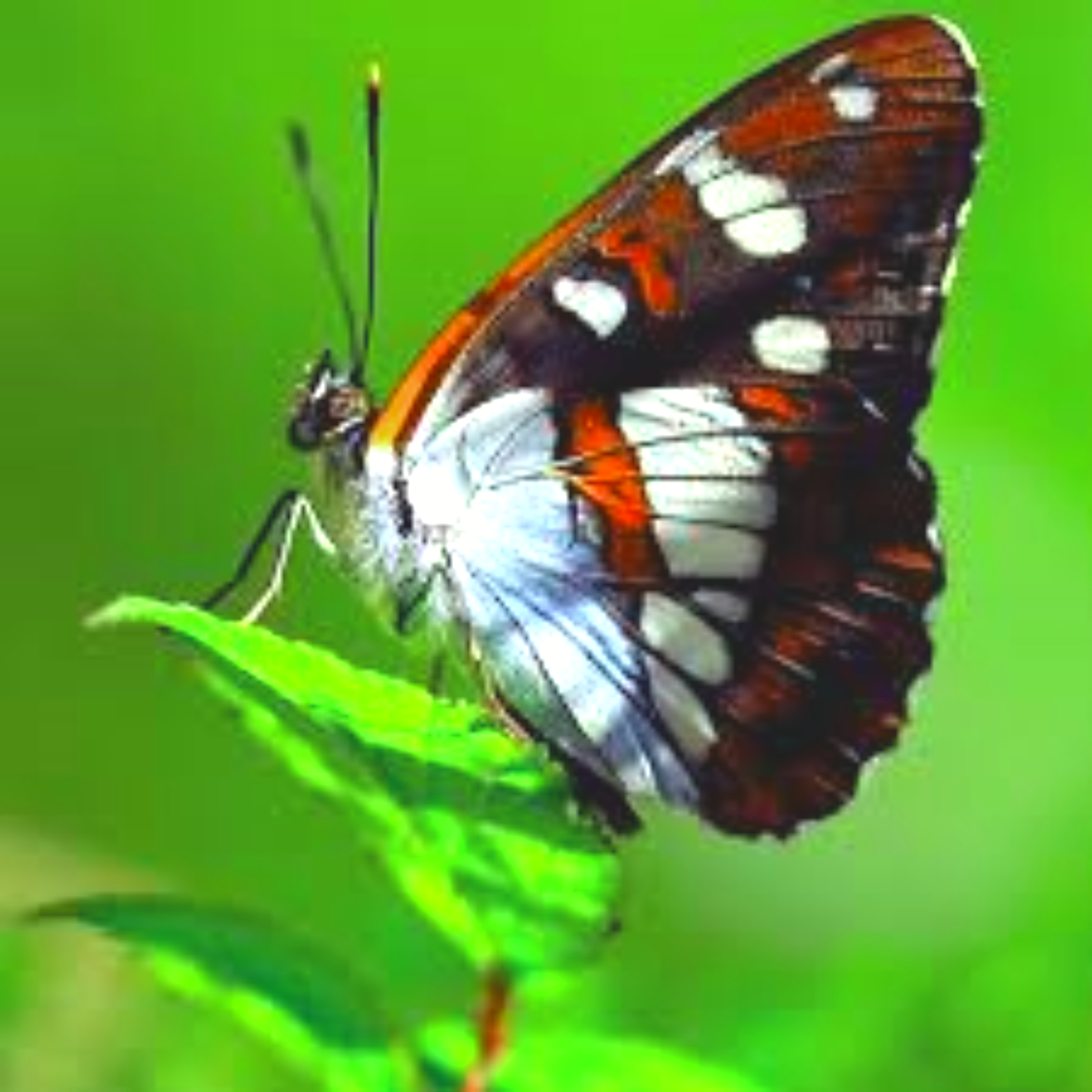 Shop cover image