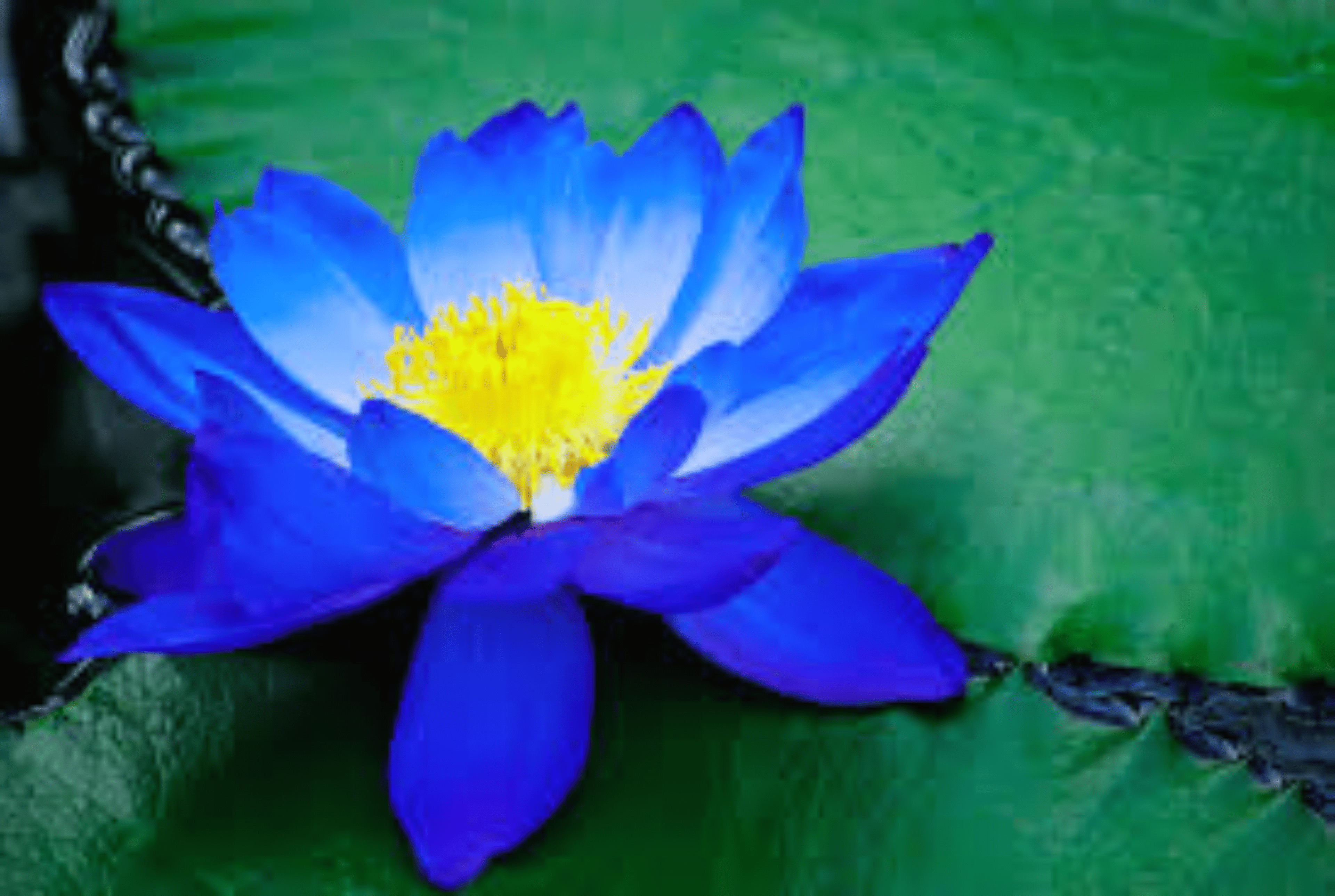 Shop cover image