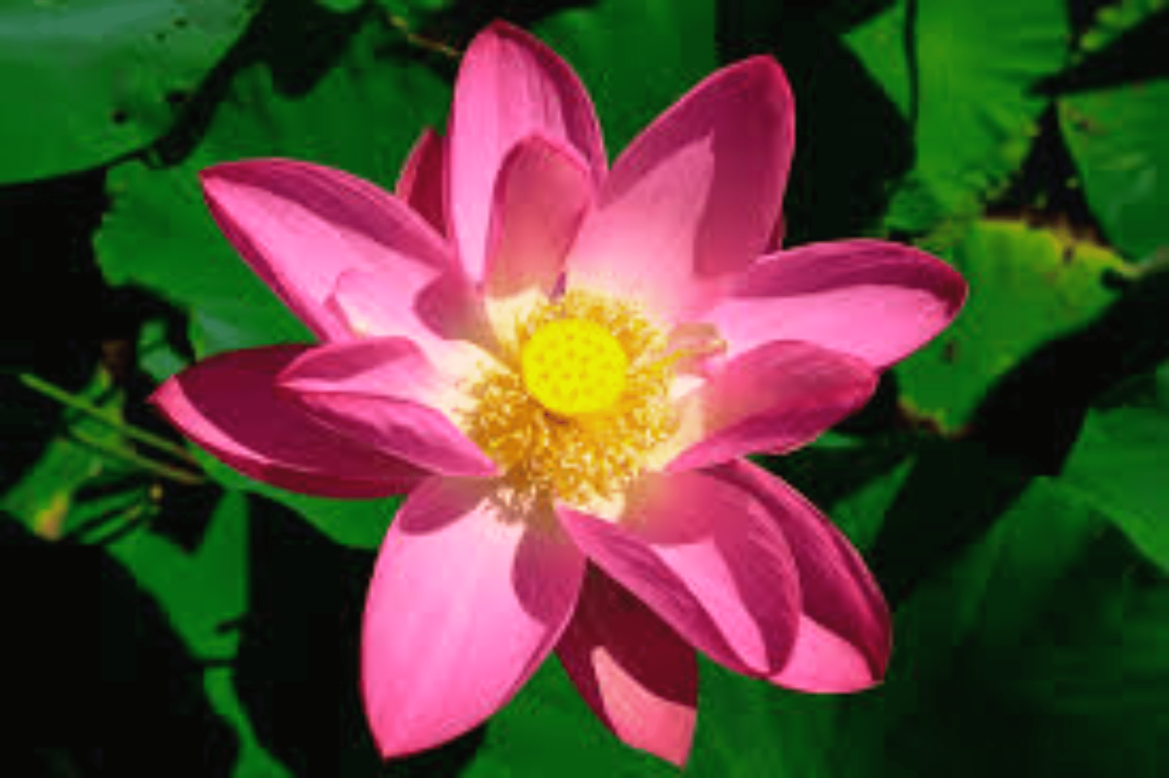 Shop cover image