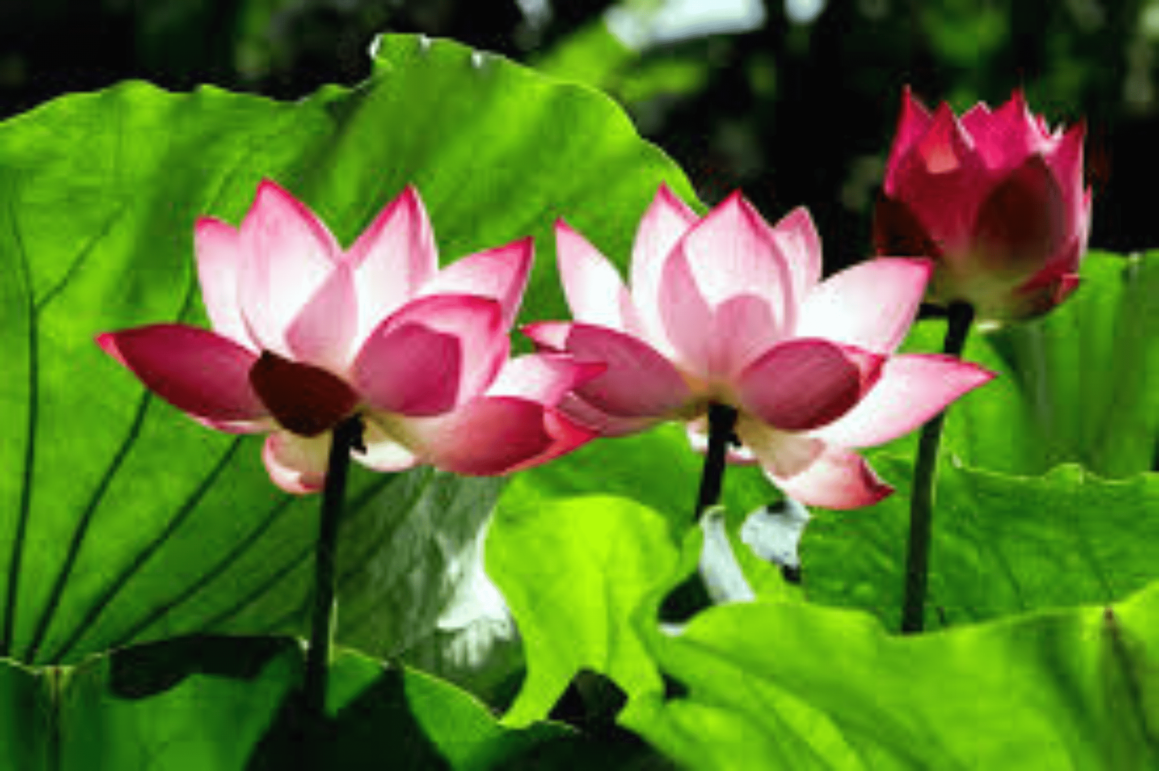 Shop cover image