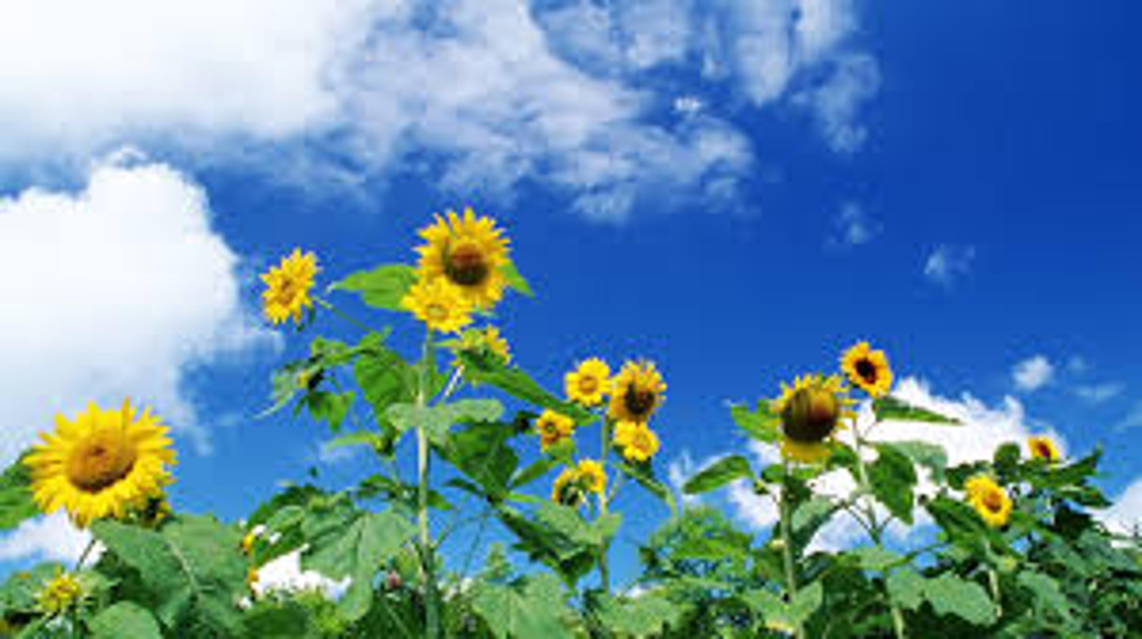 Shop cover image