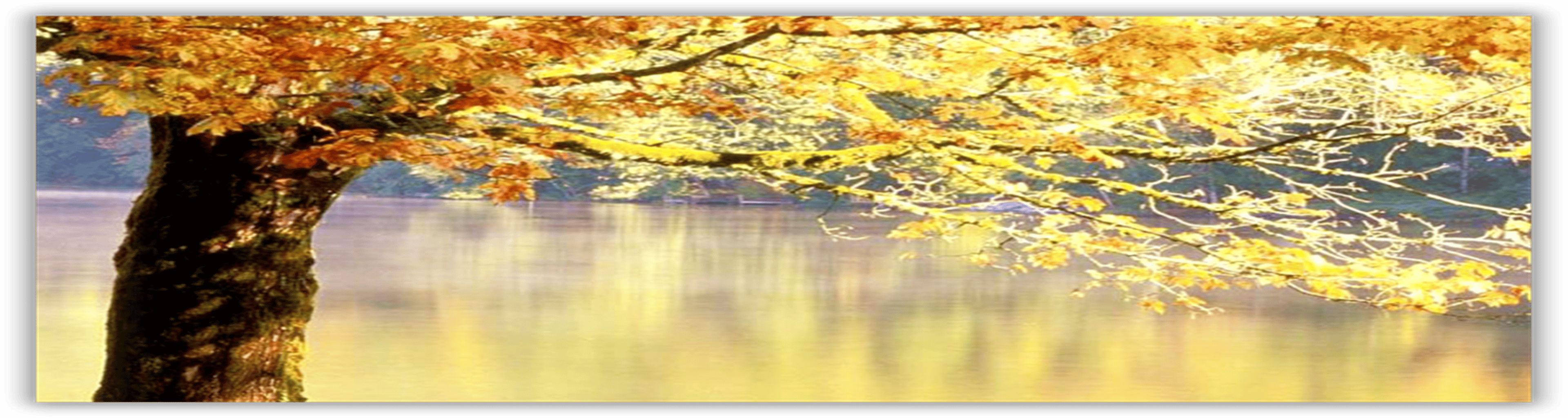 Shop cover image