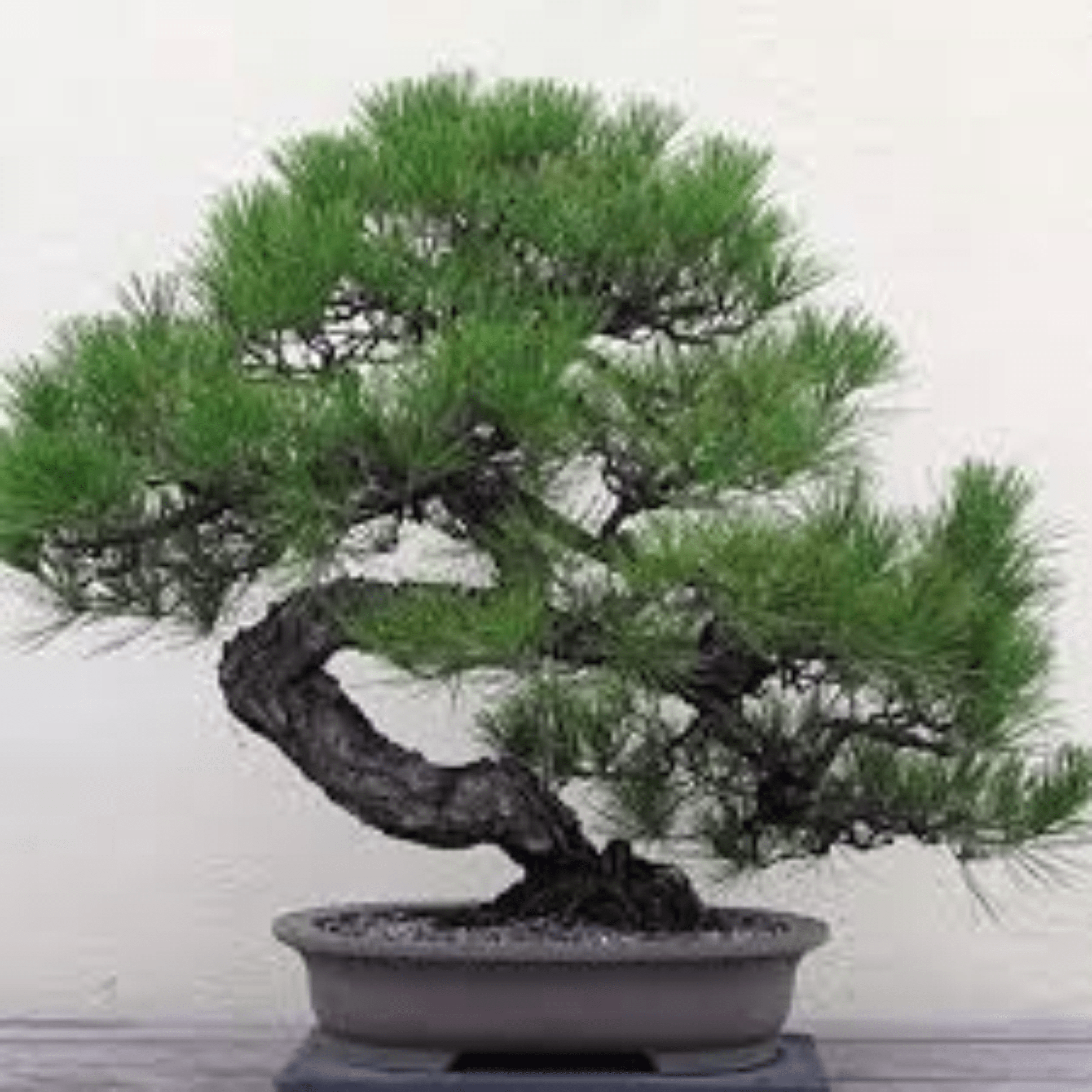 Shop cover image