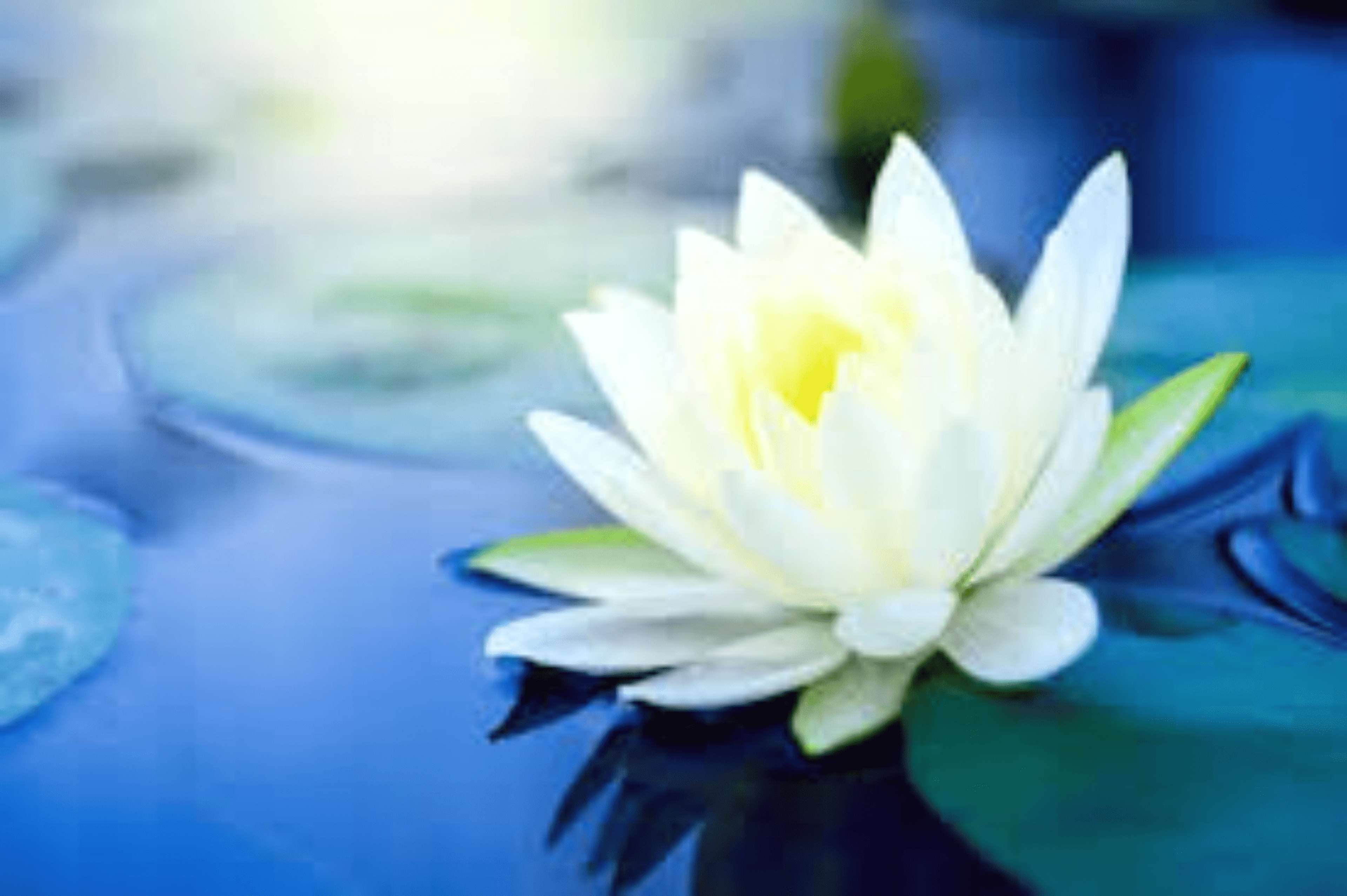 Shop cover image