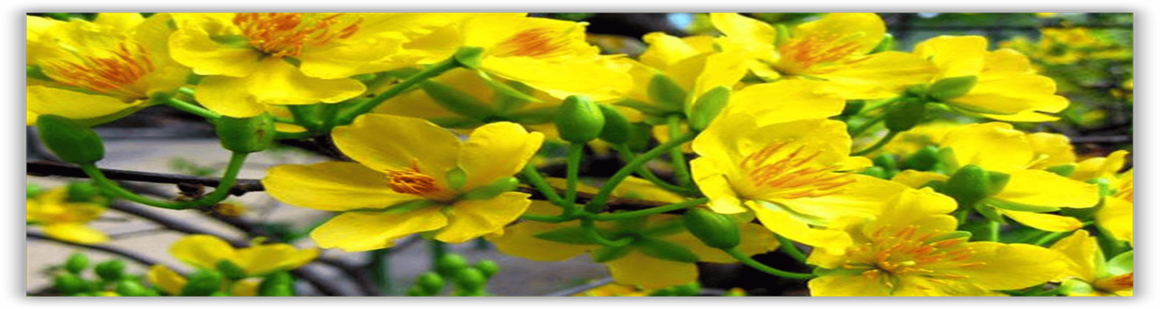 Shop cover image