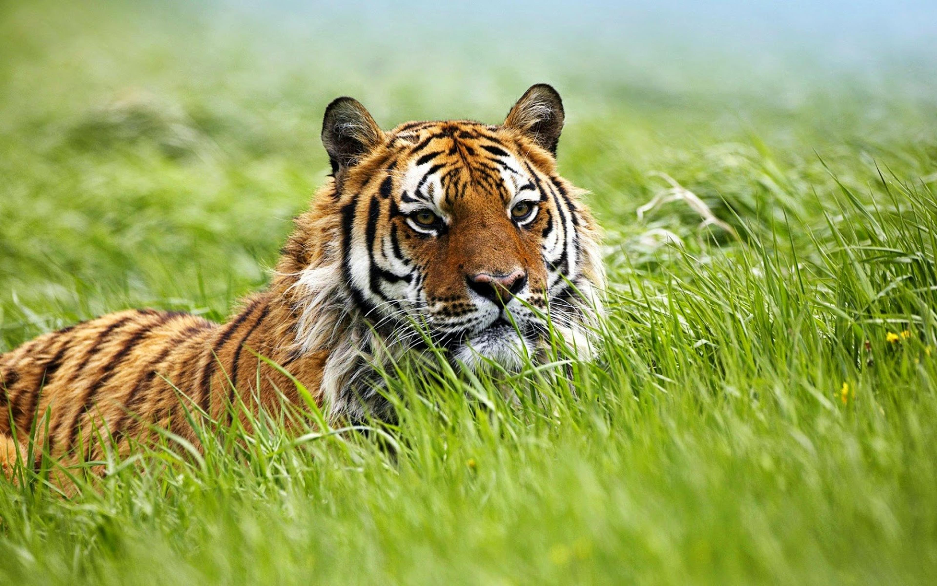 Shop cover image