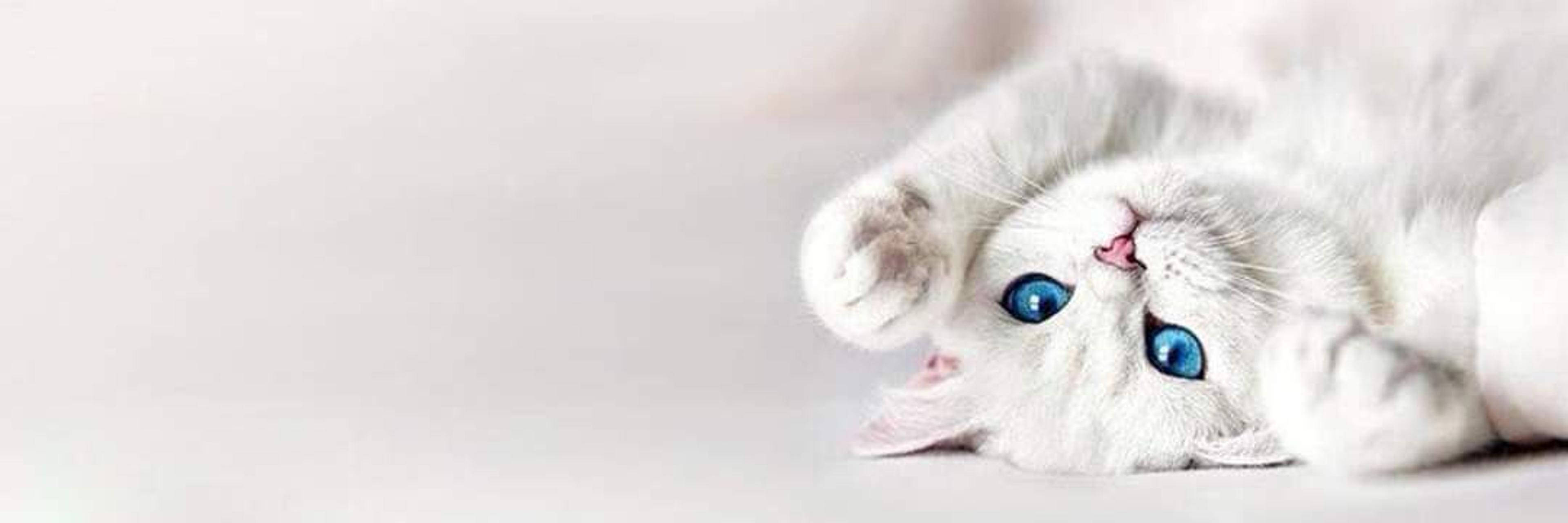 Shop cover image