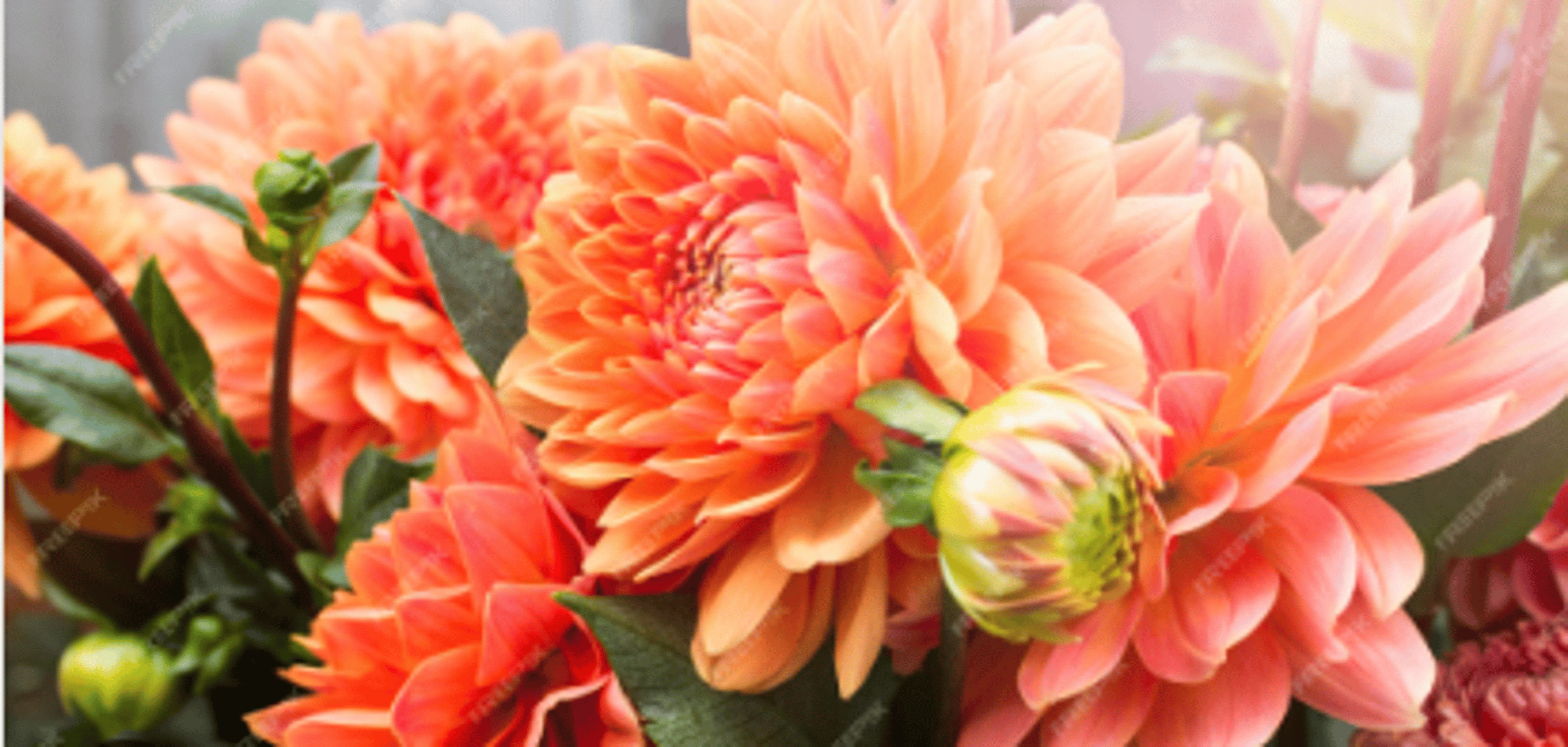 Shop cover image
