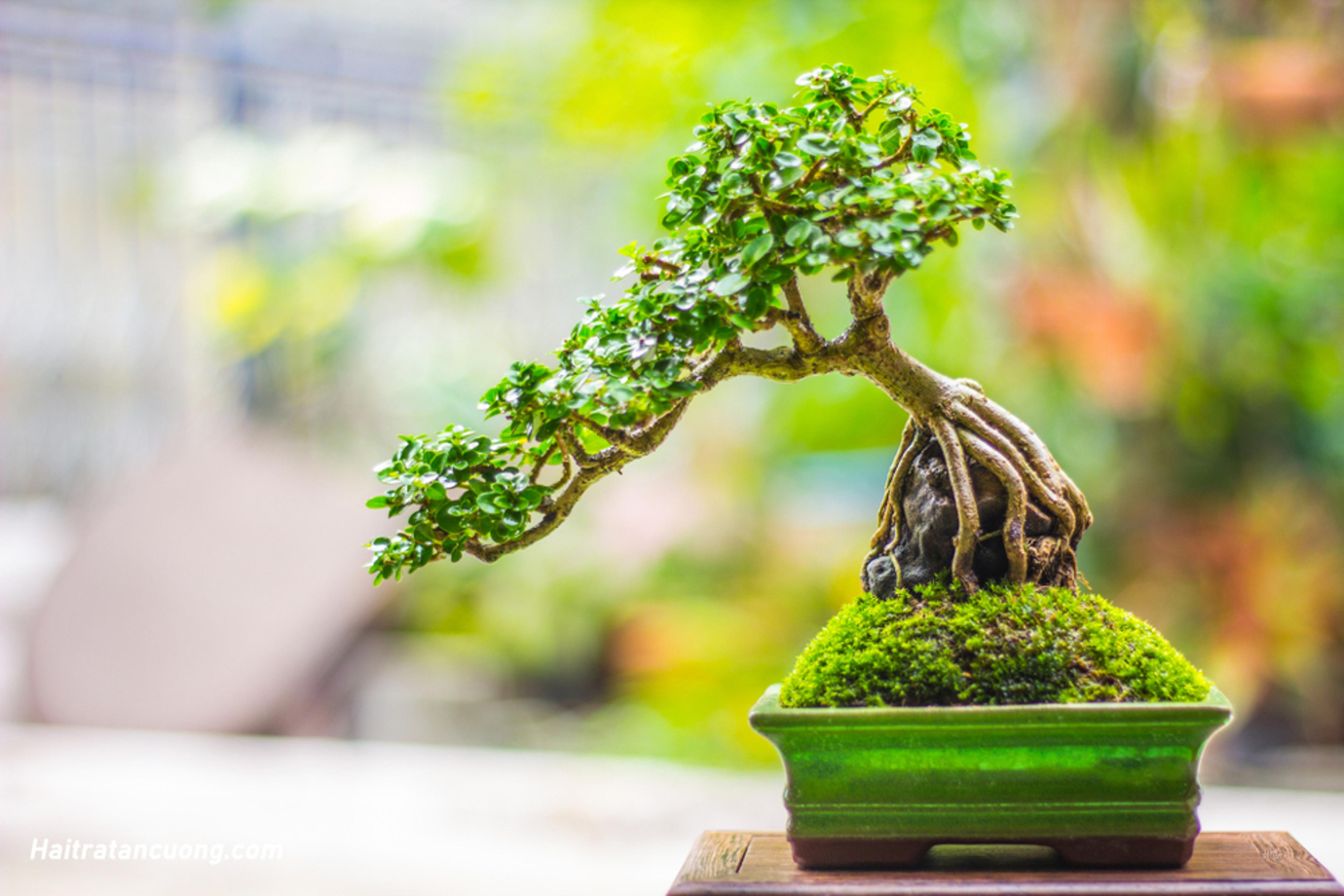 Shop cover image