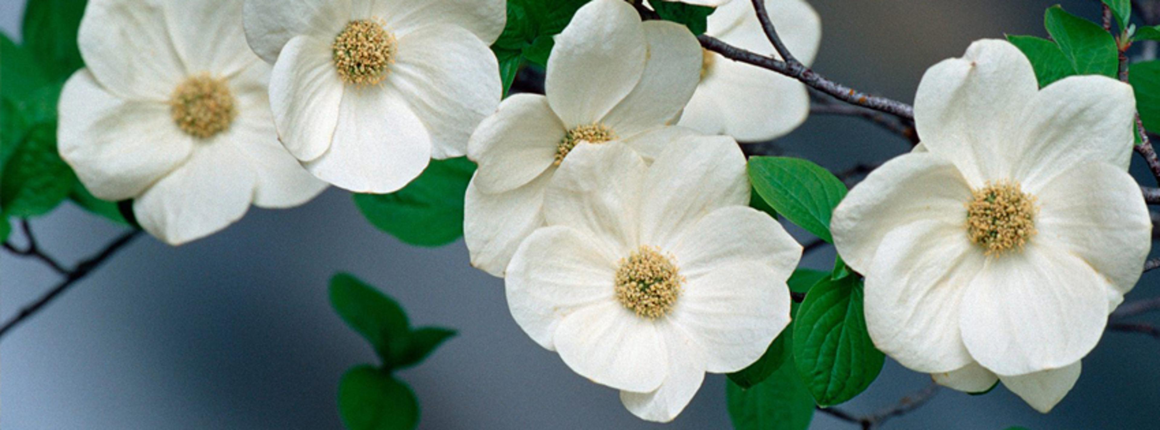 Shop cover image