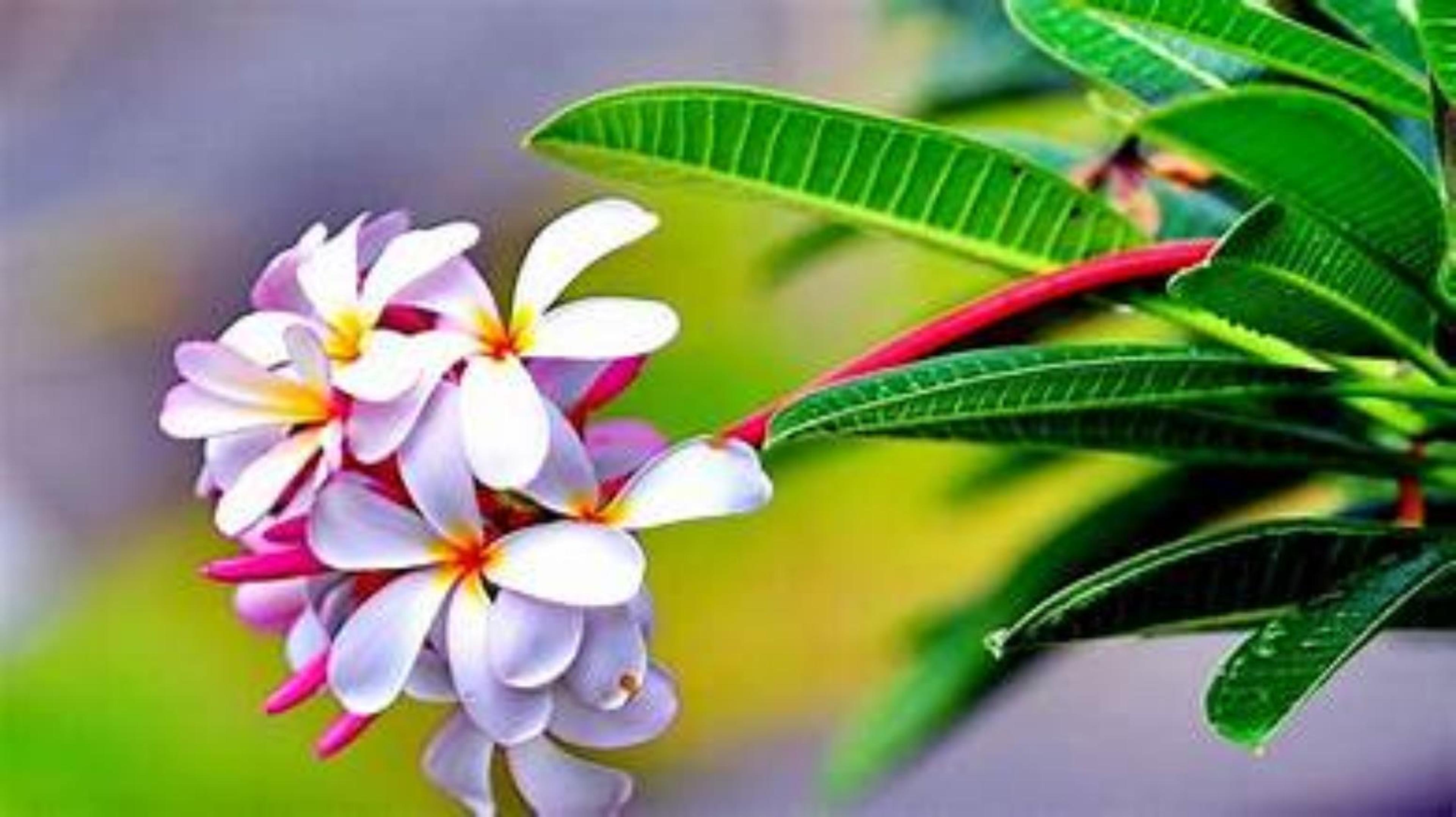 Shop cover image