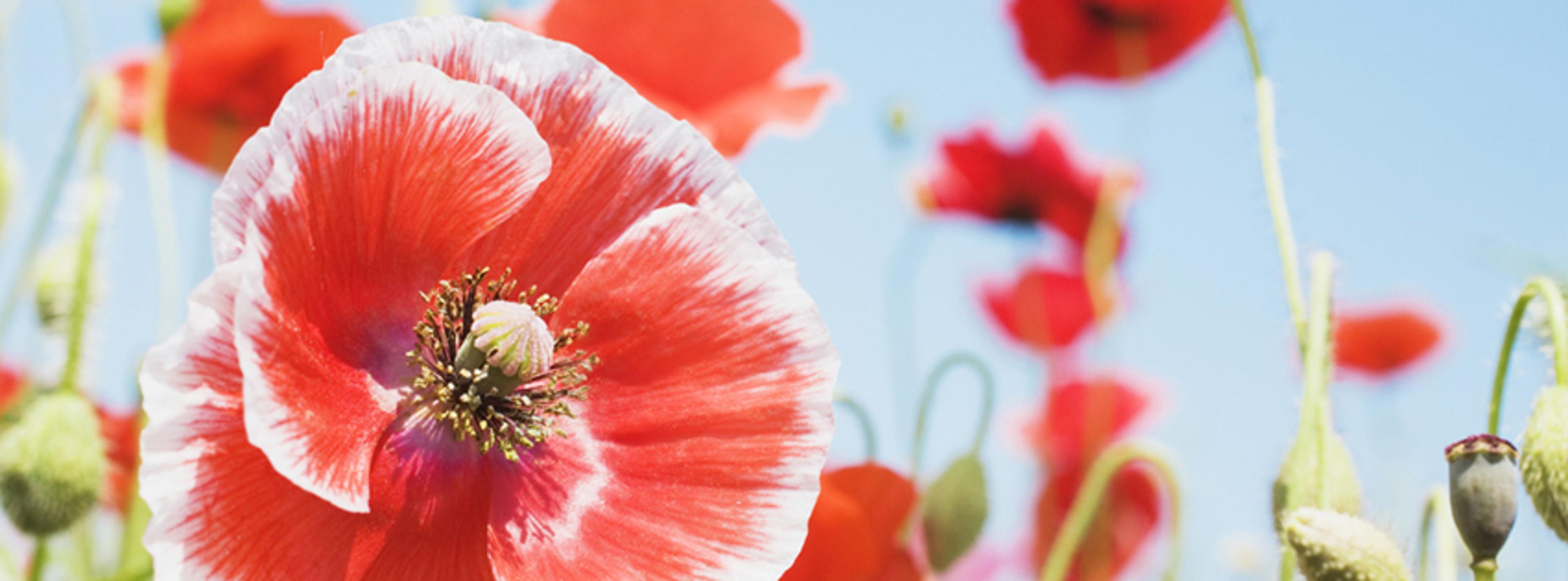 Shop cover image