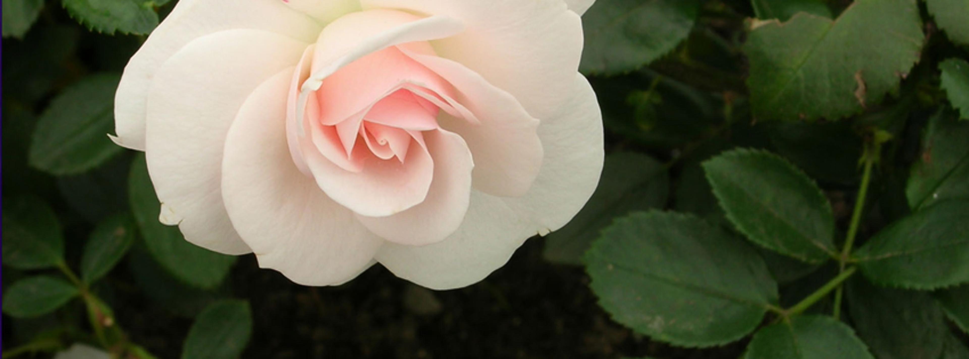Shop cover image