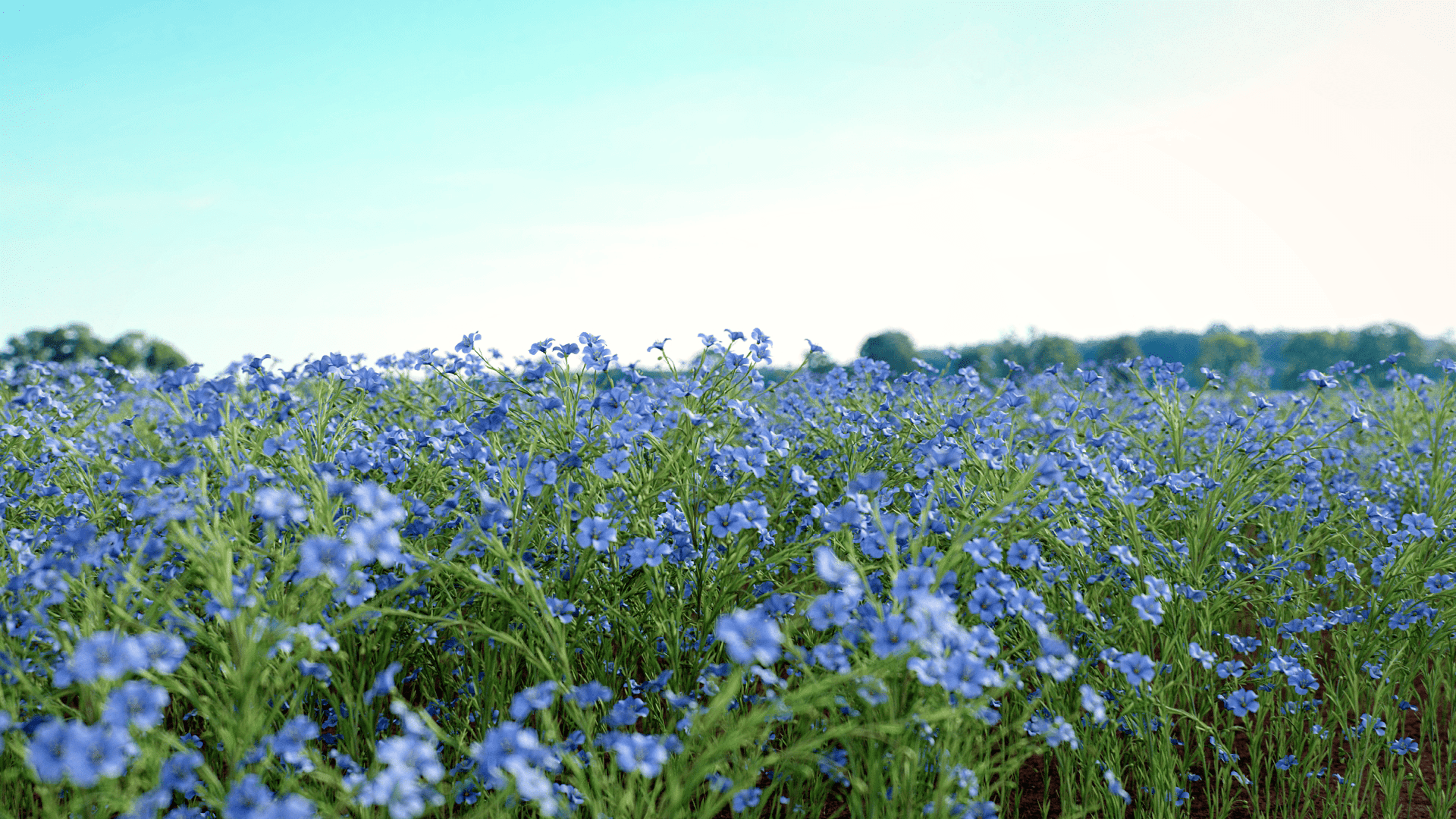 Shop cover image