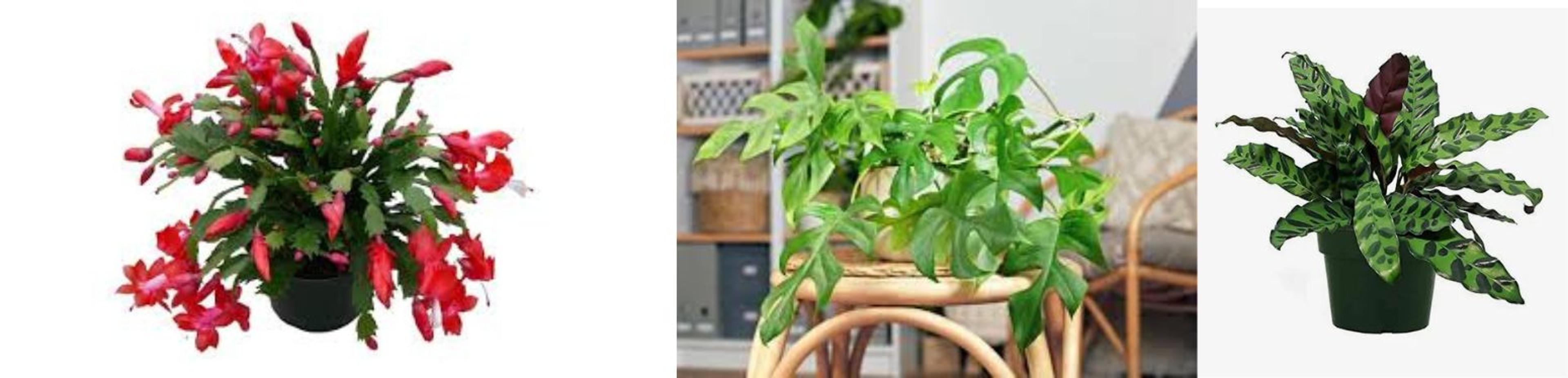 Shop cover image