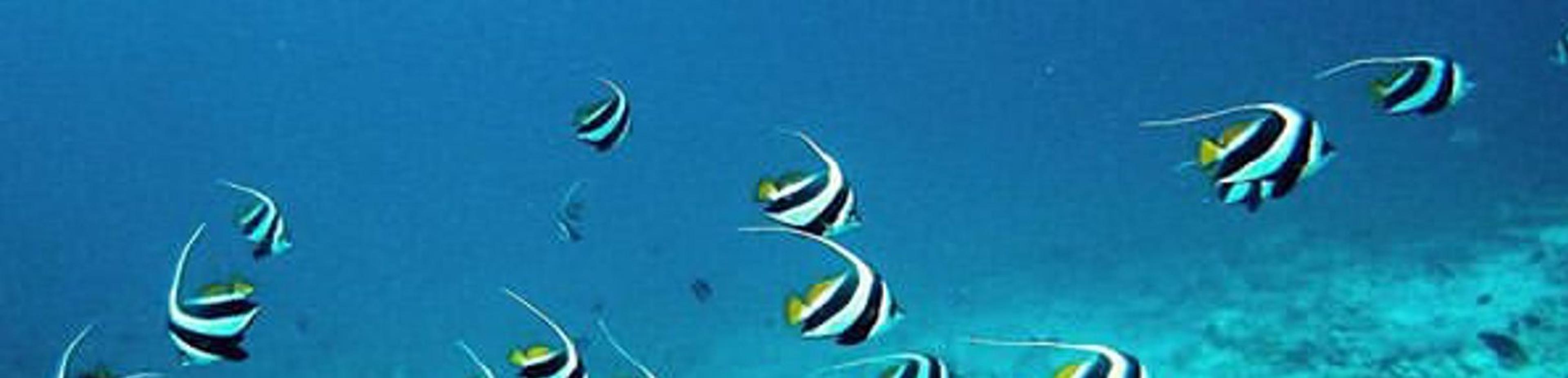 Shop cover image