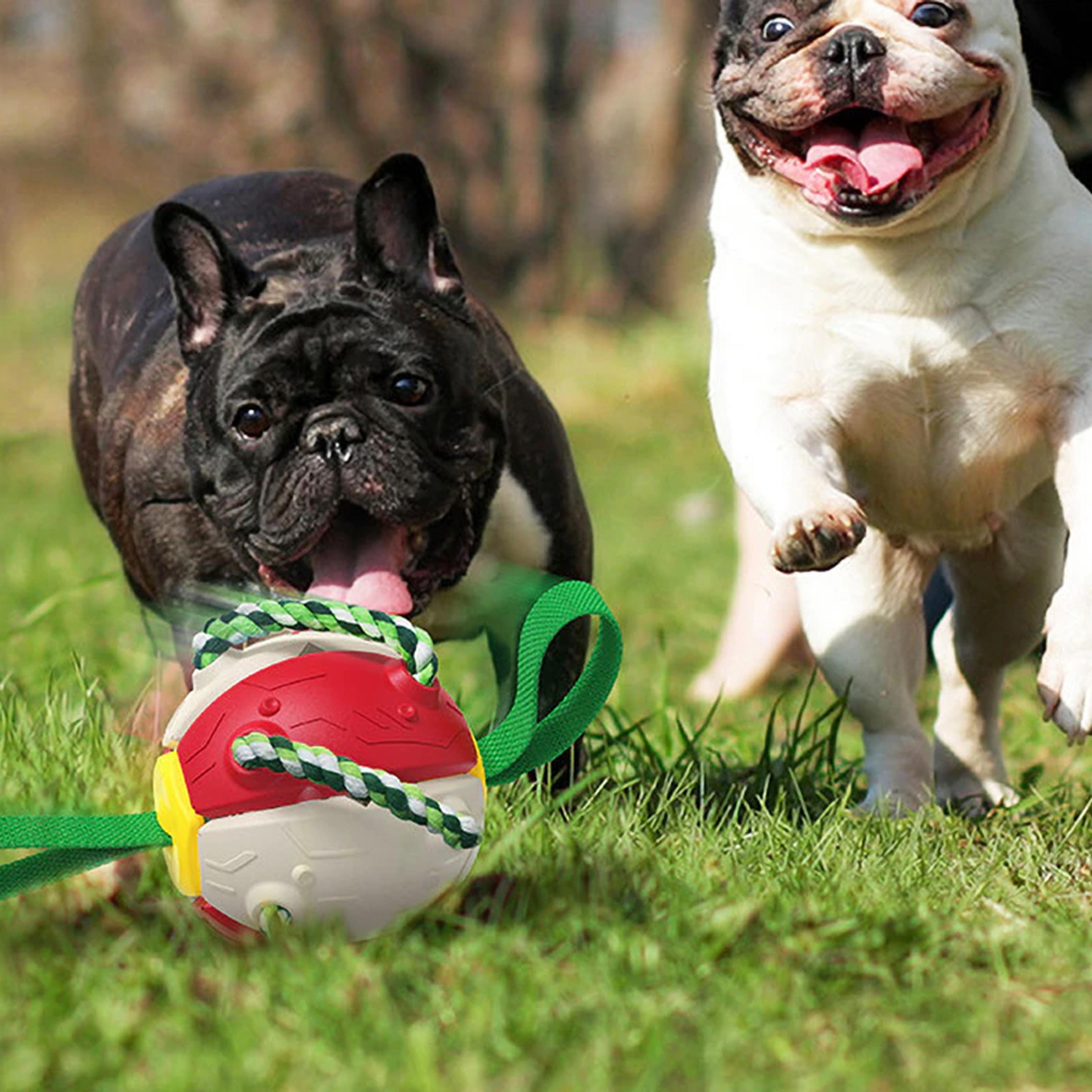 bouncing frisbee ball interactive dog toy
