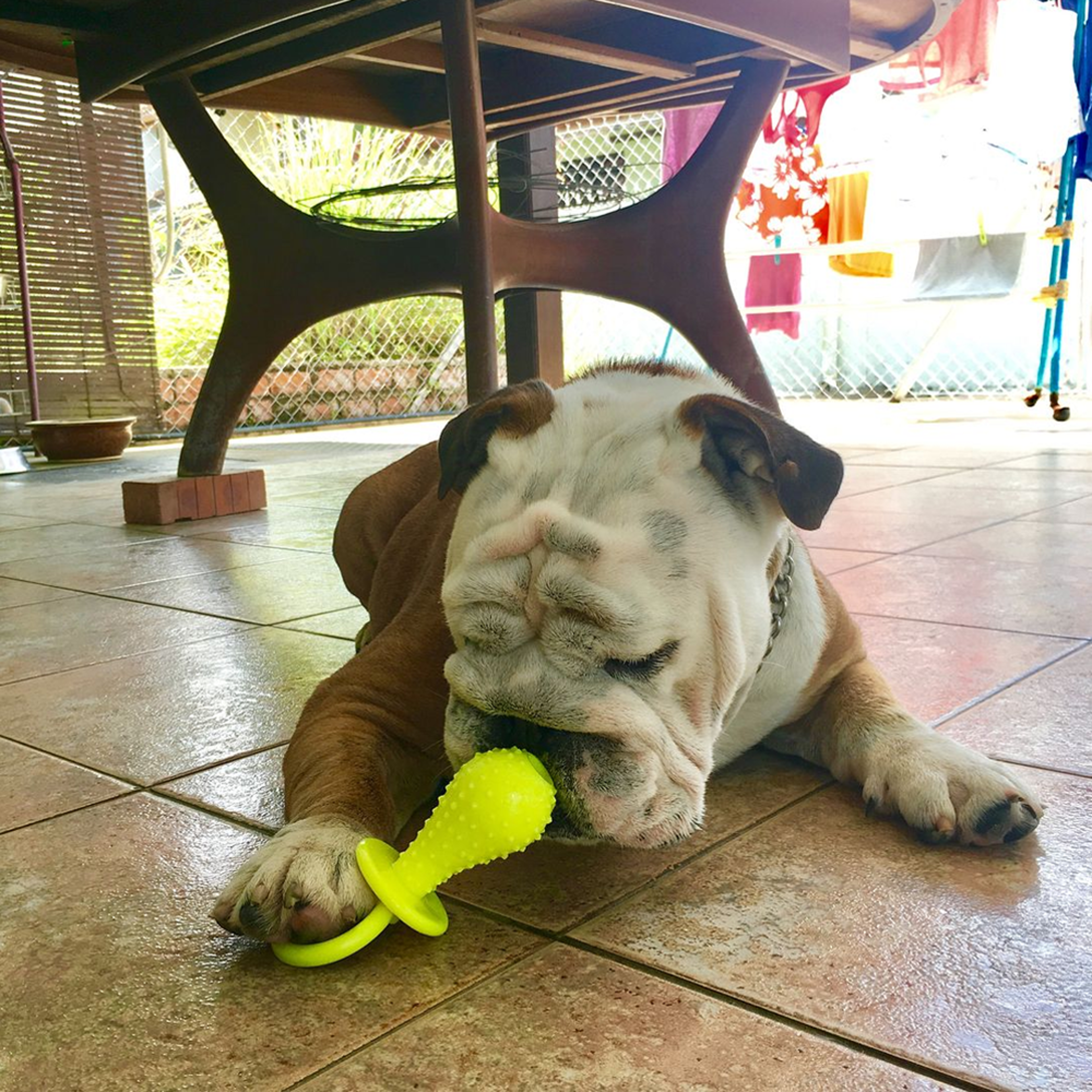 dog pacifier chew toy