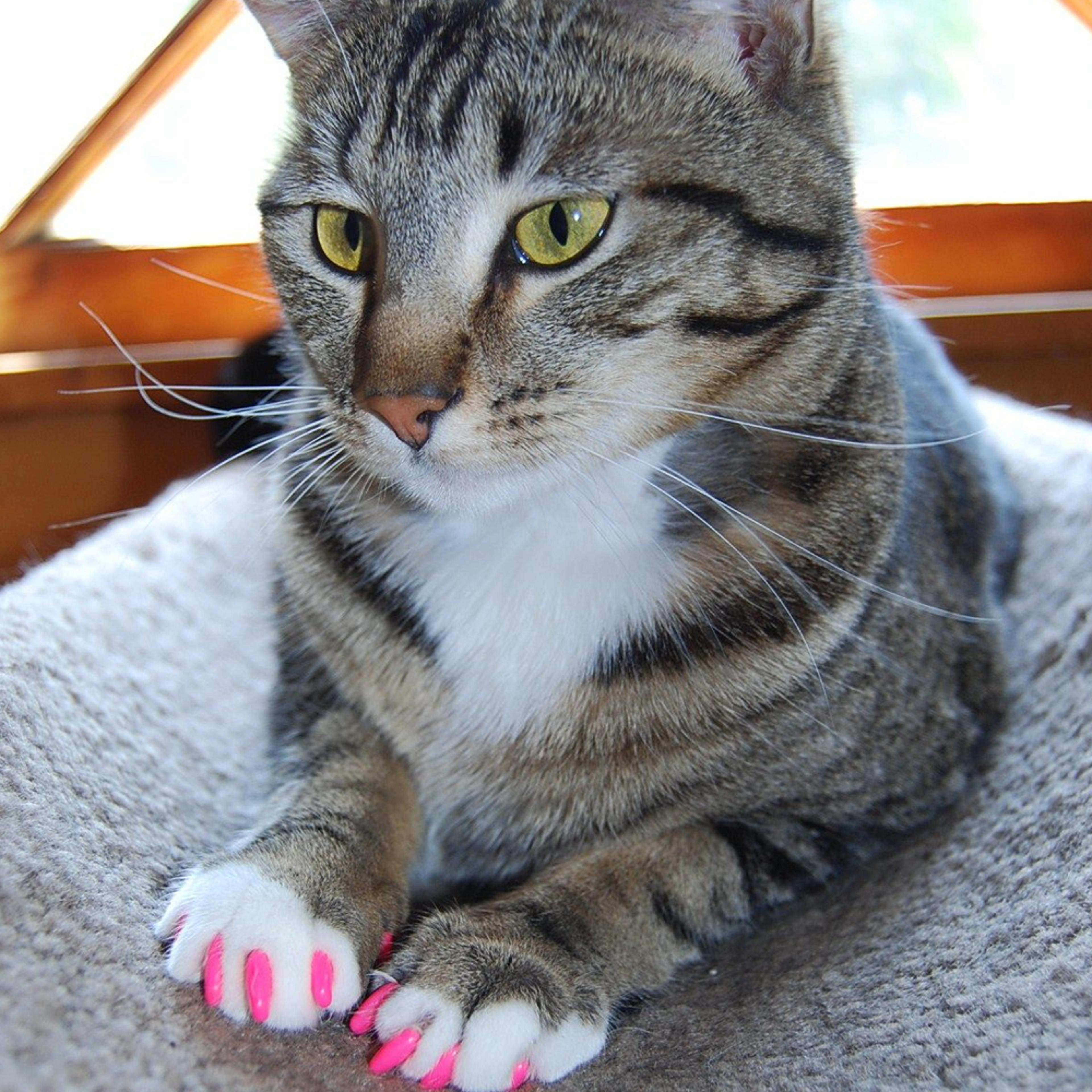 kitten claw nail cover caps