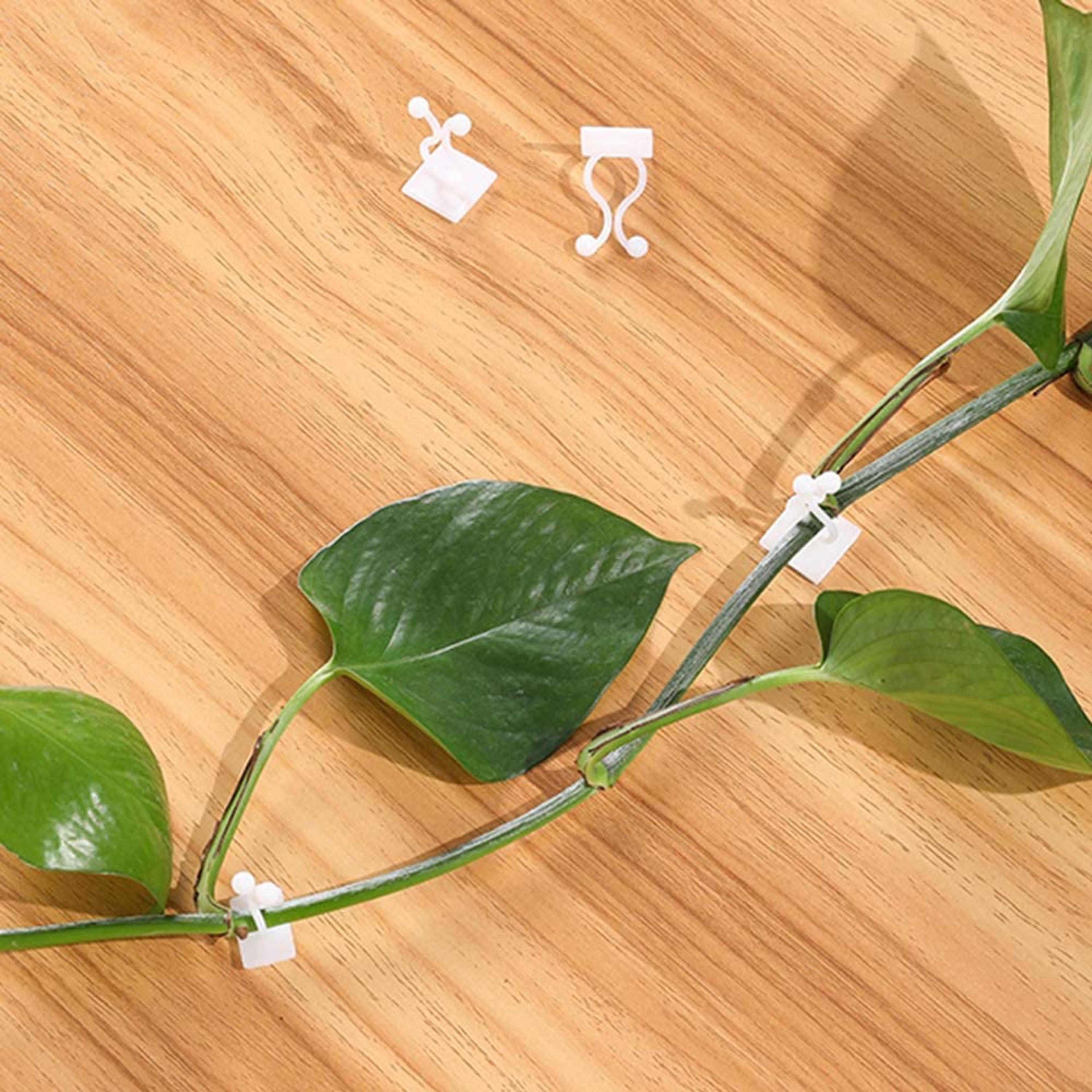 plant climbing wall fixture for organizing vines