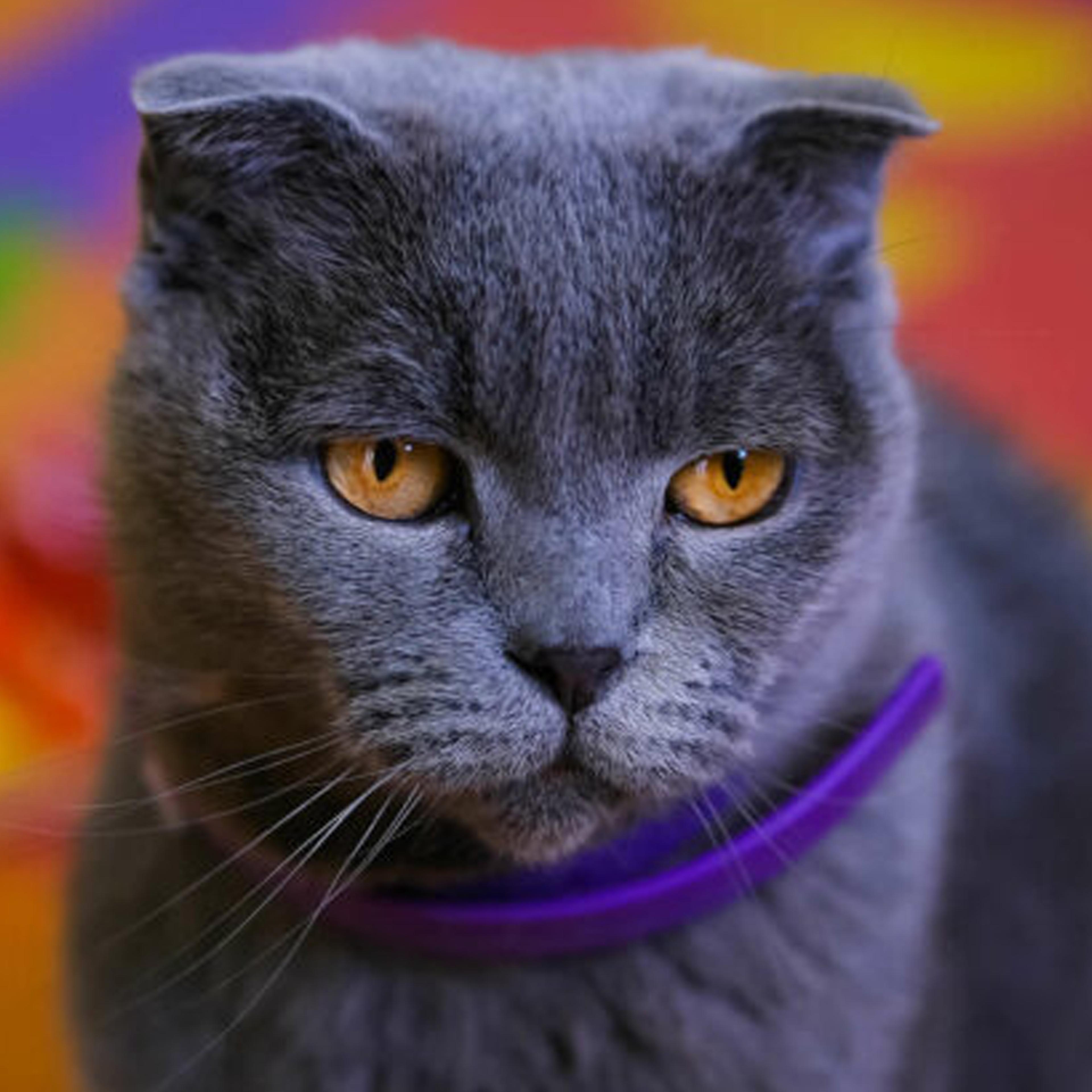 cat calming collar