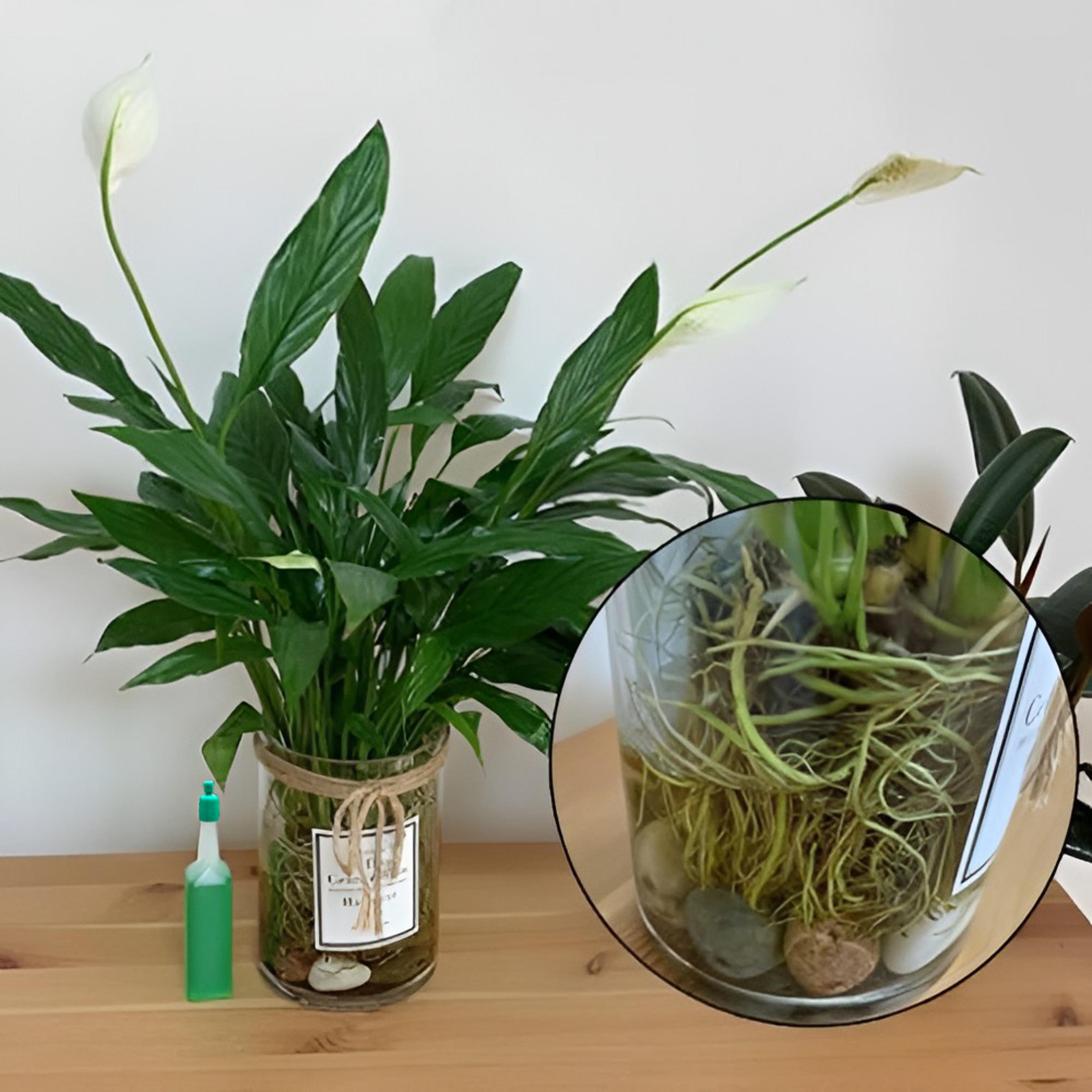 healthygrowthliquidfertilizer3.png