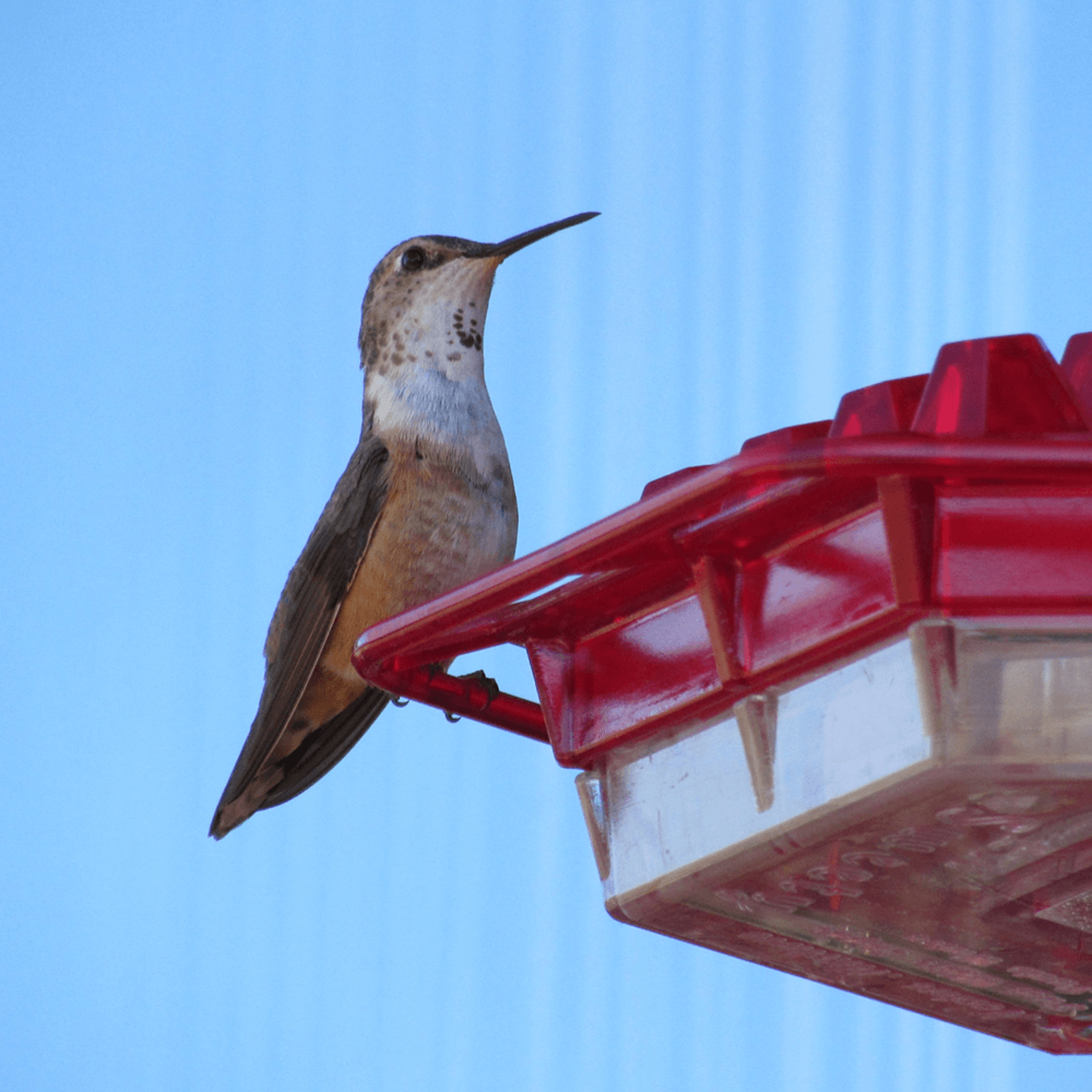 Unique hummingbird feeder gift for nature lovers