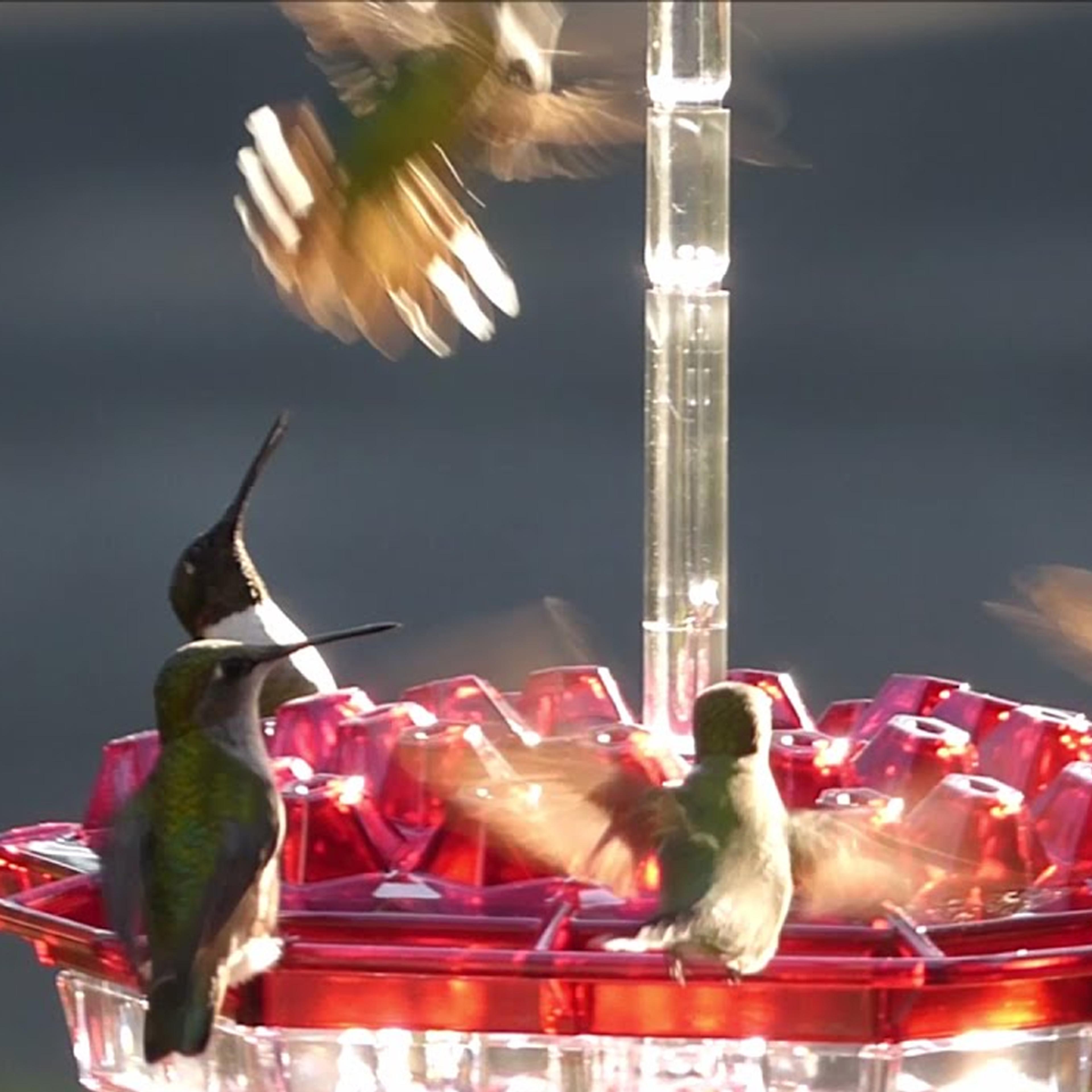 ant proof hummingbird feeder outdoor hanging perch