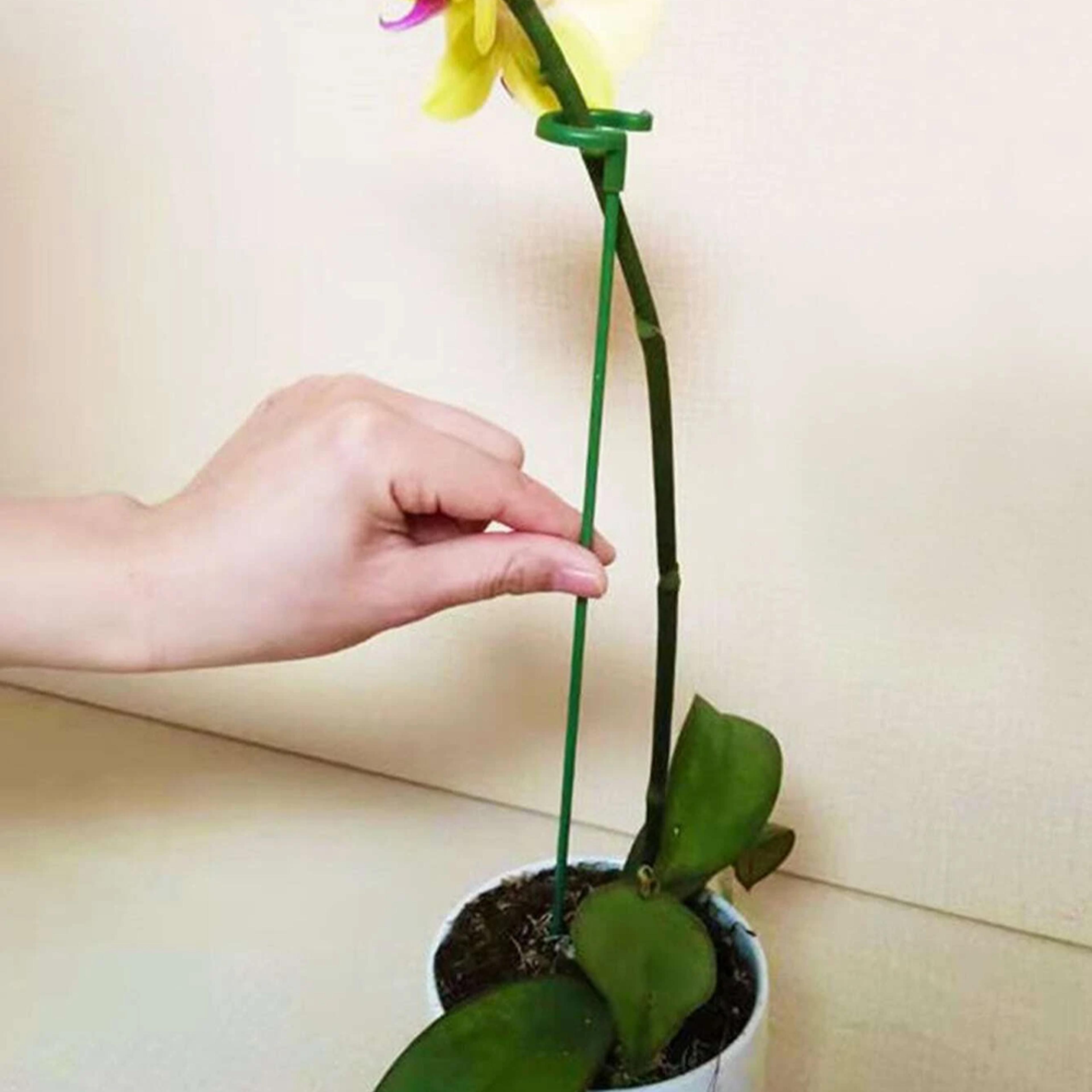 plantsupportstake3.png