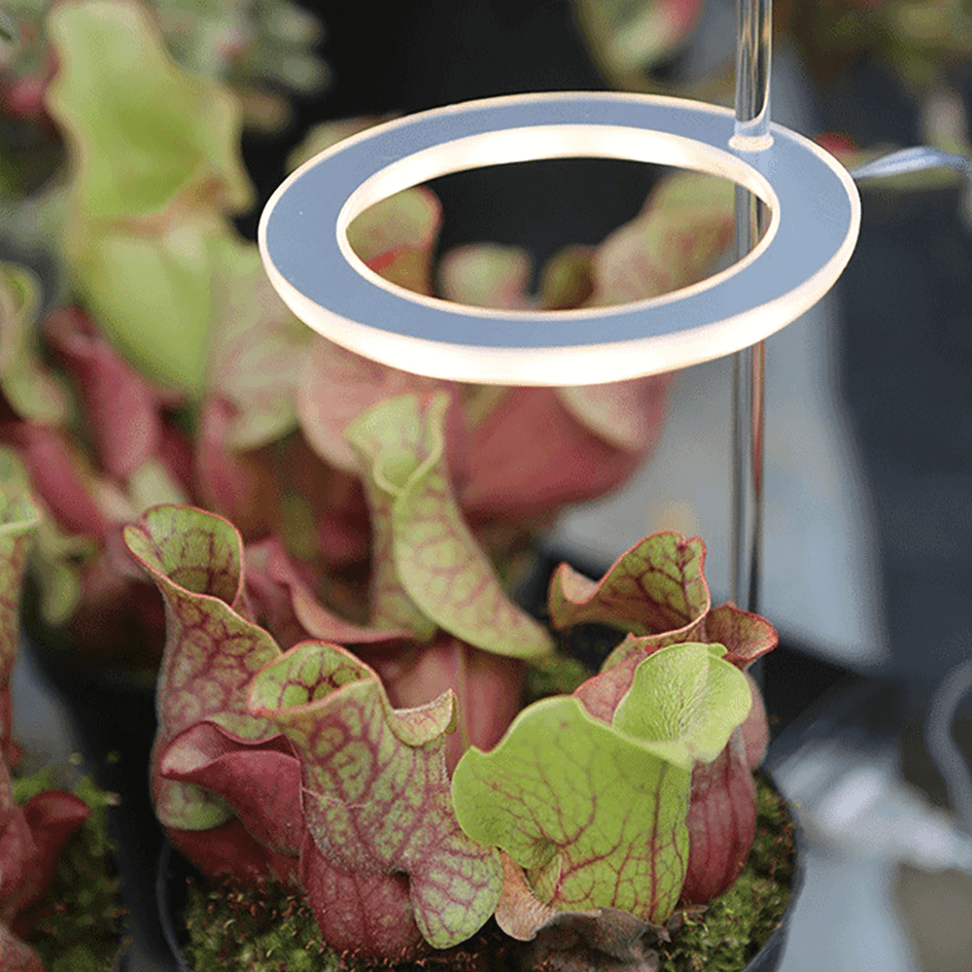 growlightsforindoorplants1head.png