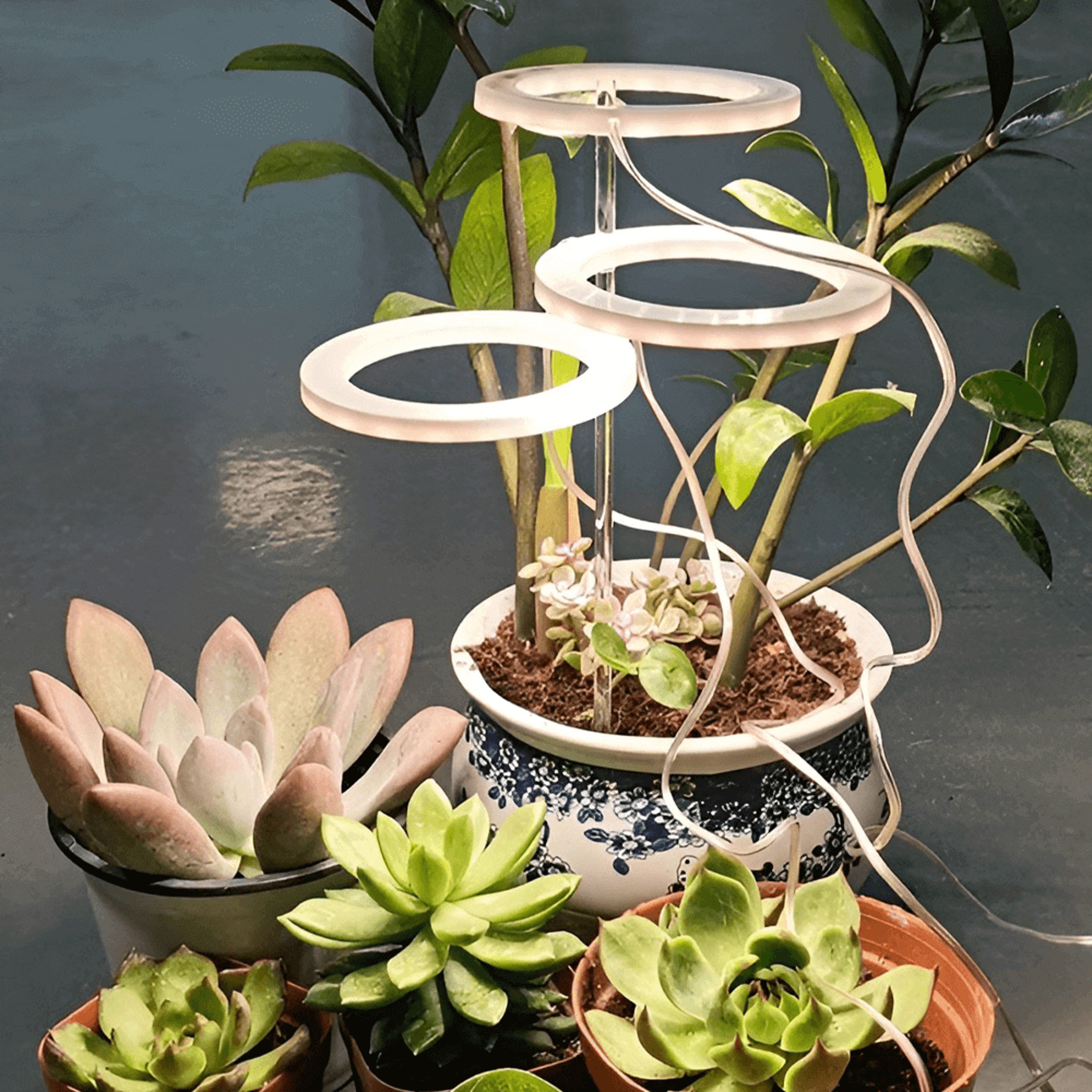 growlightsforindoorplants3head.png