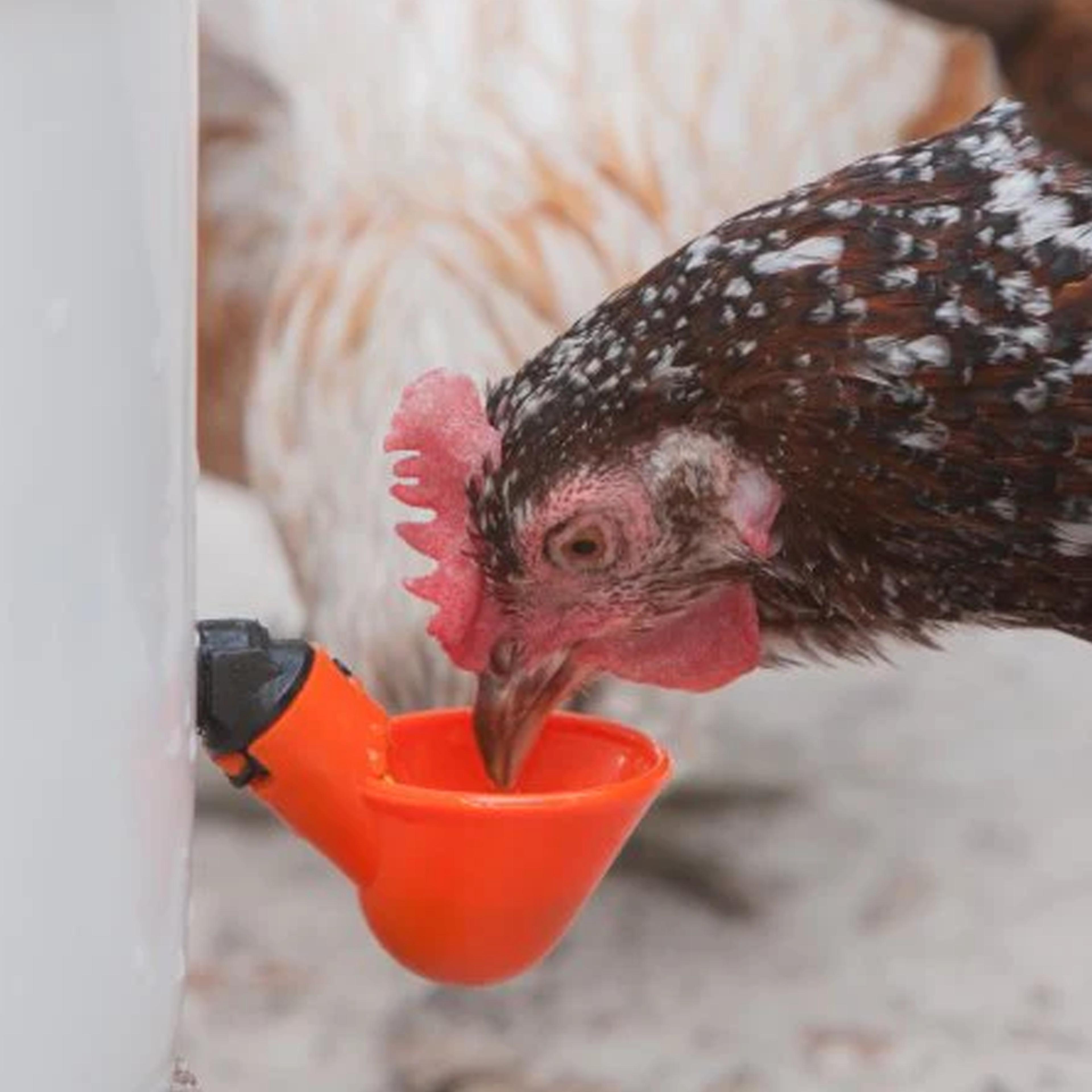 chickenwatercupspvc1png