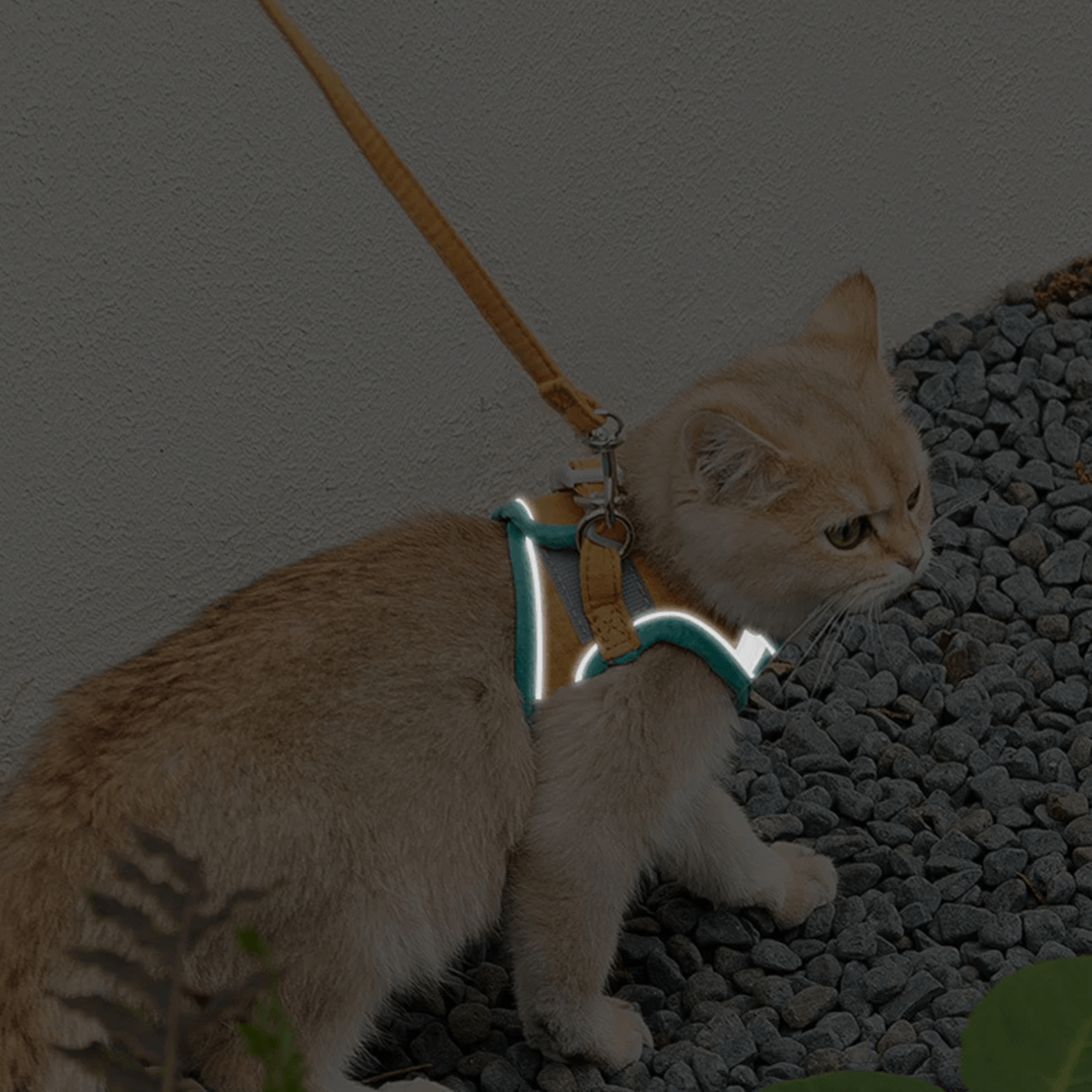 catluminousharnessandleashset2.png